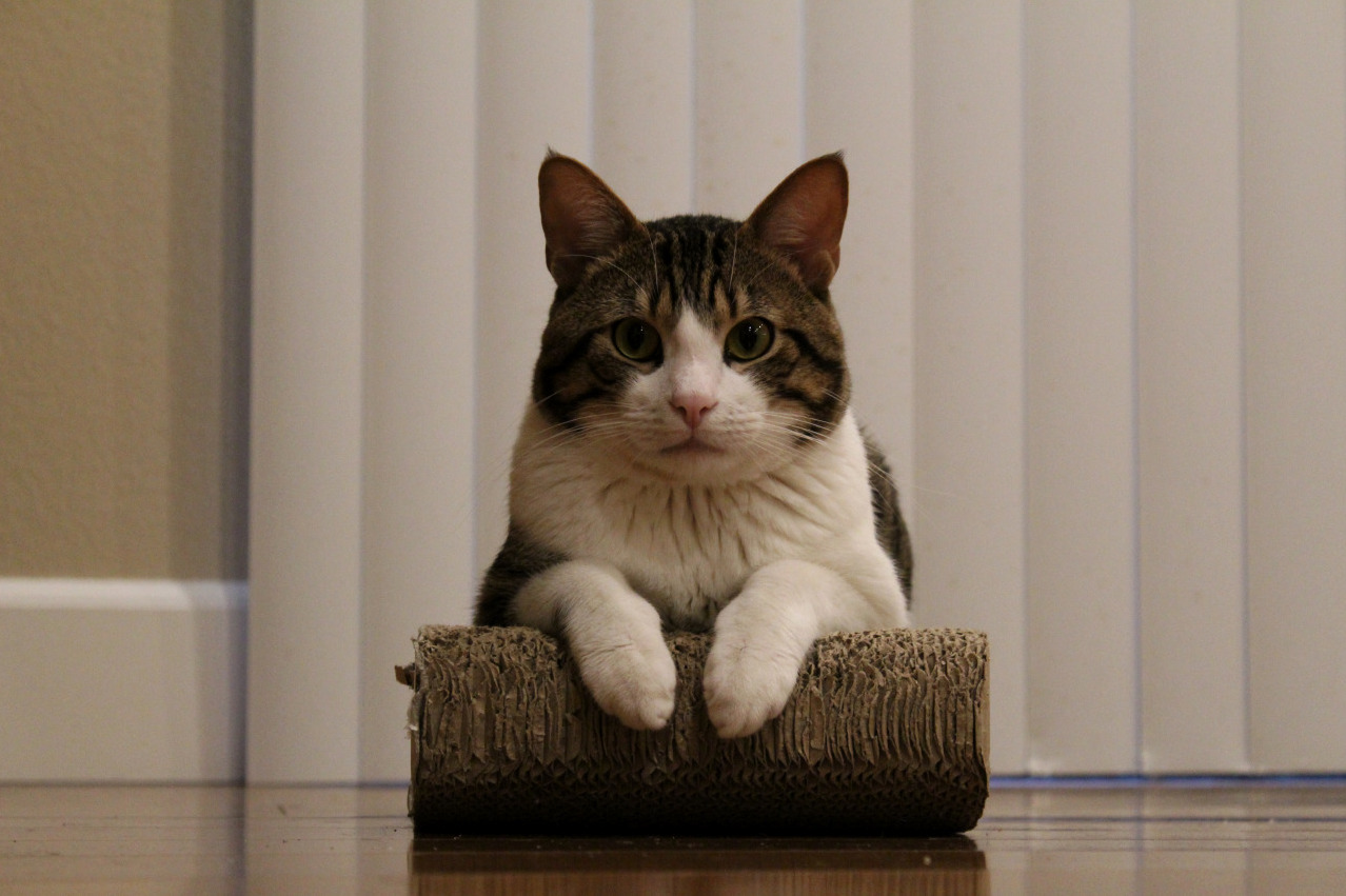 Meet General Sherman the Tuxedo Bengal. Hes My Baby
