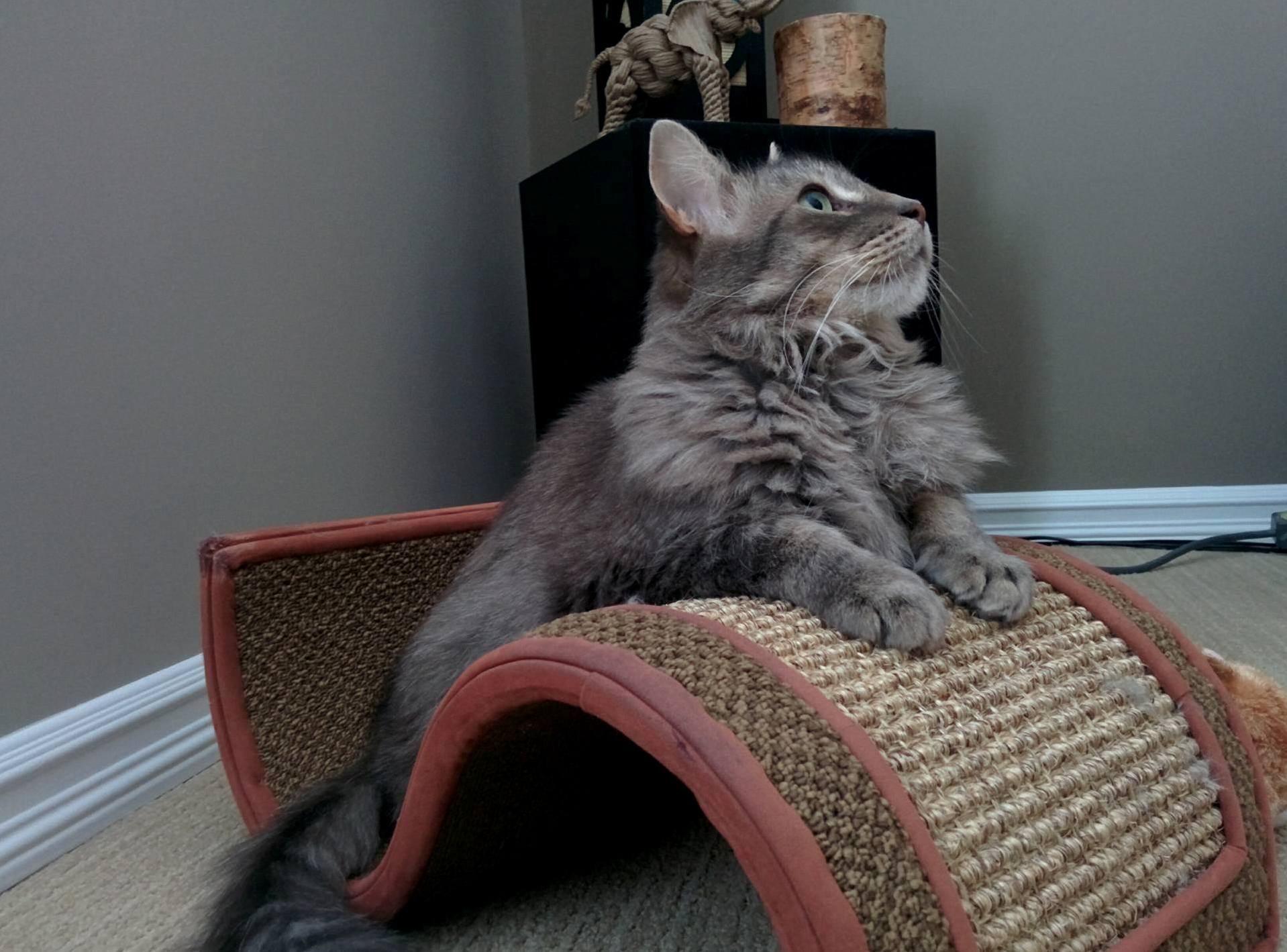 Meet Hefner Presenting Himself on Top of Pride Rock