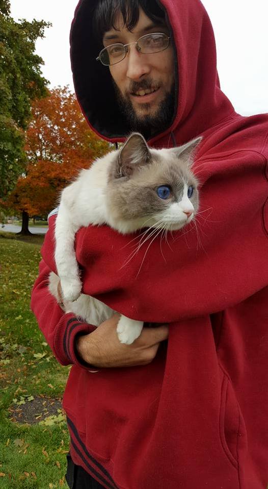 Meet Ivy a Blue Bicolor Ragdoll