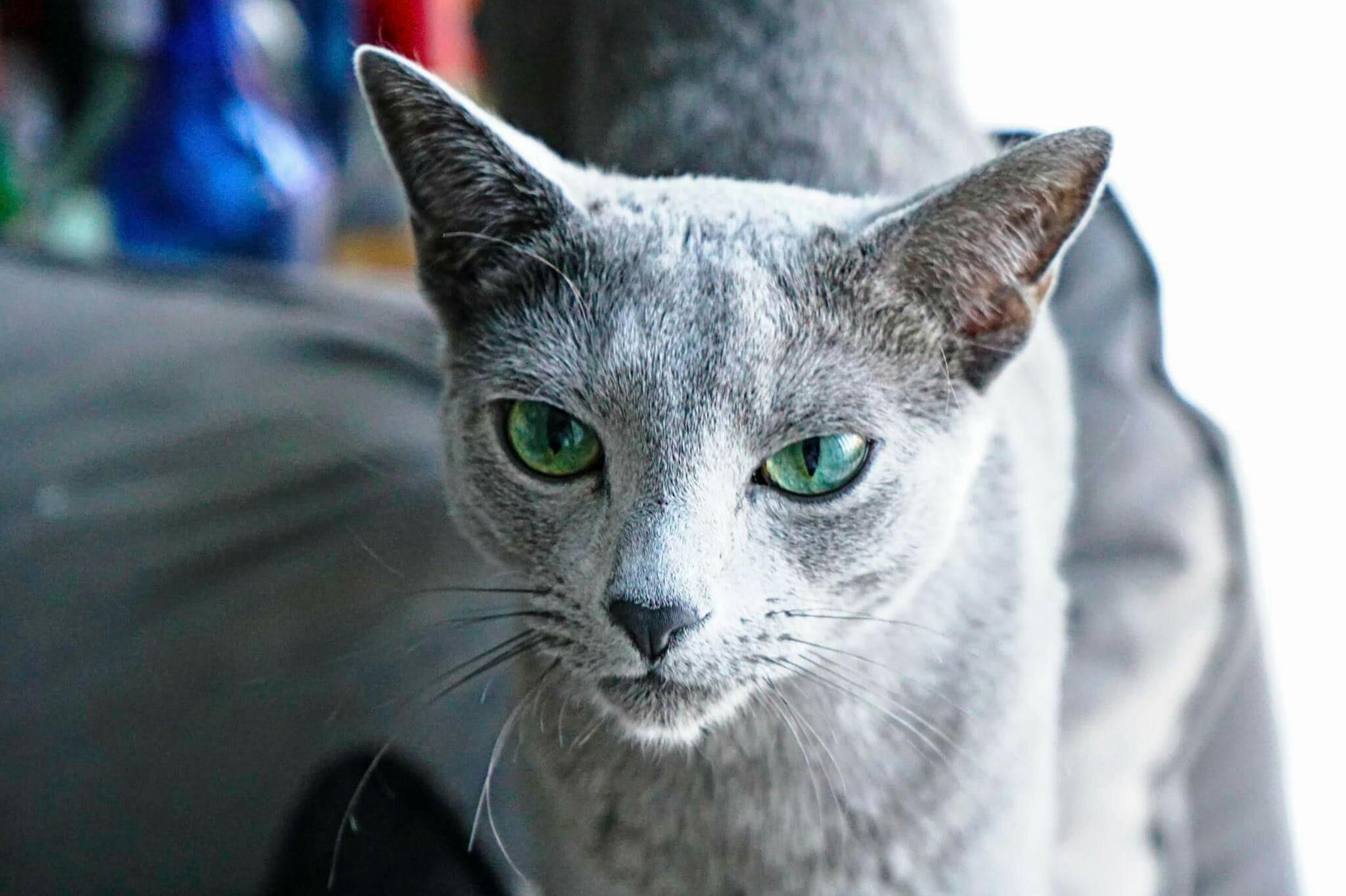 Meet Jameson This Is His Interpretation of Blue Steel.