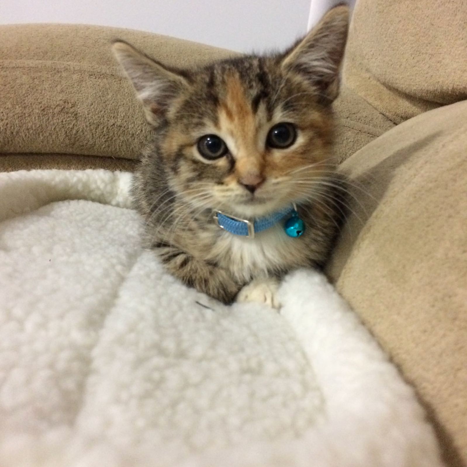 Meet Jax My Sisters New Kitty