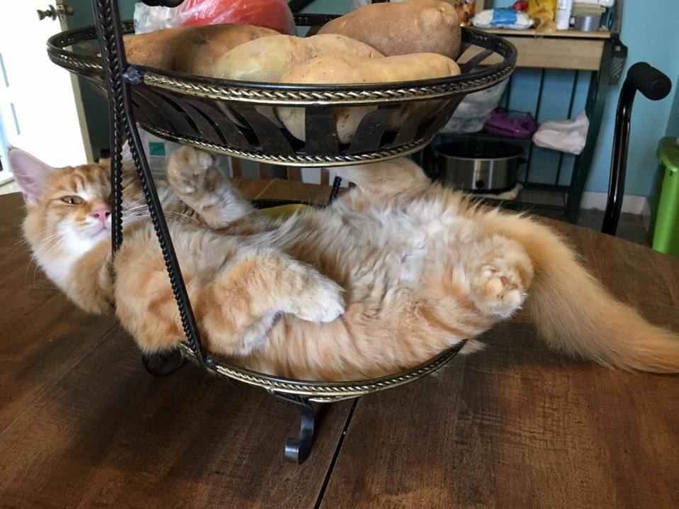 Meet Johnny Rotten on His New Throne