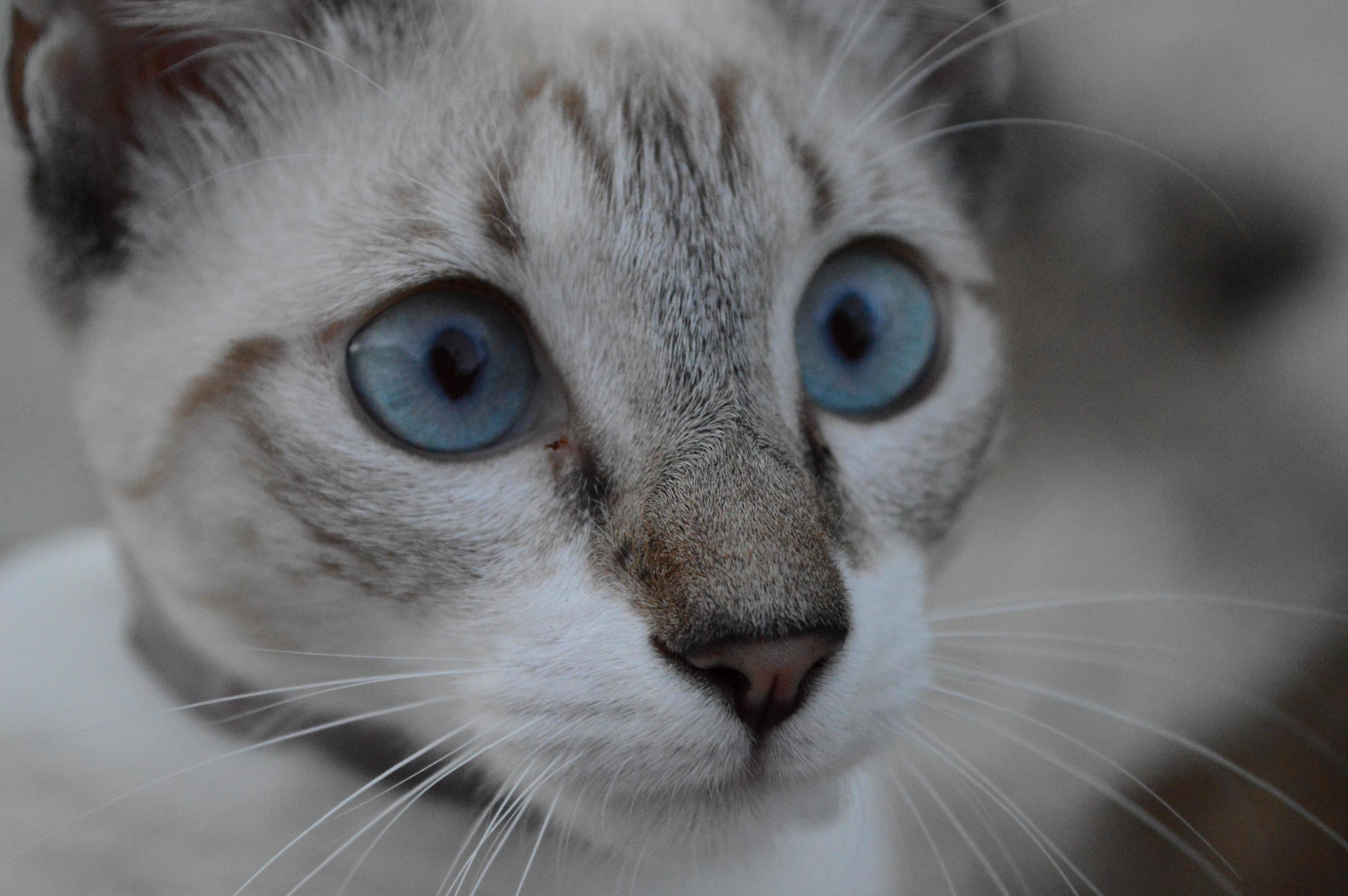 Meet Kitokato