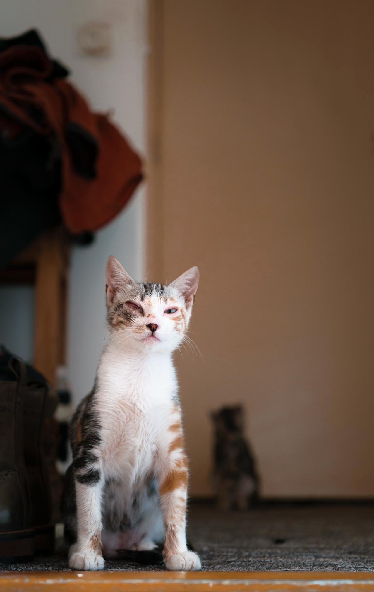 Meet Leia. Adopted This Mean Muggin Rascal Along with Her Sister Nova