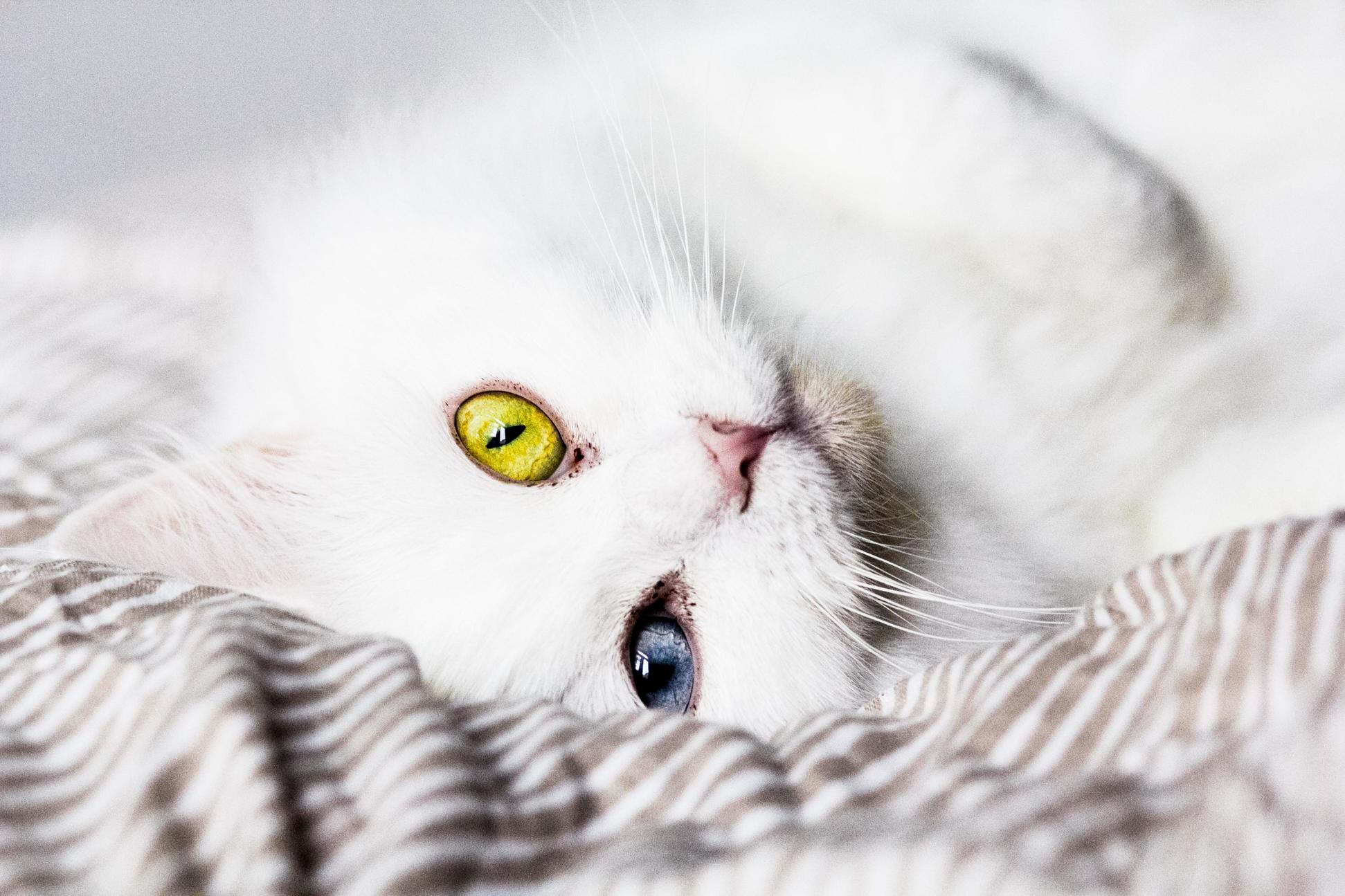 Meet Marie She Has Heterochromia
