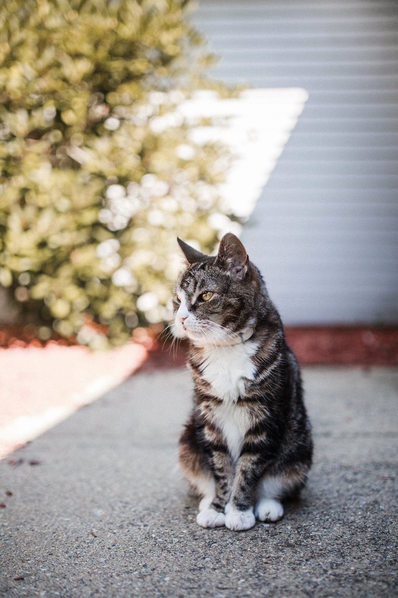 Meet Mozart Shes My 19 Year Old Tabby