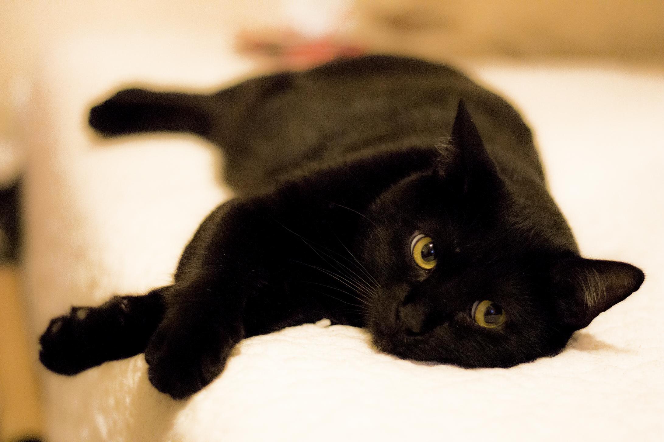 Meet My Lady Killer Binx. He Is a Manx Kitty