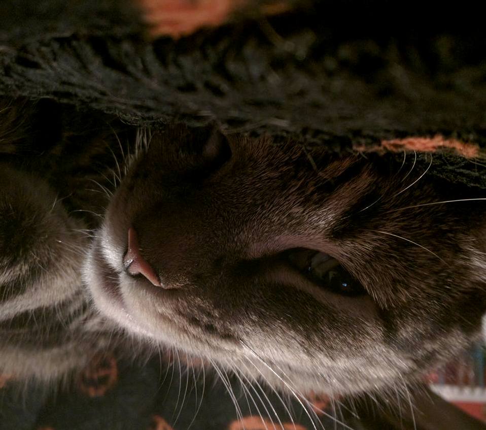 Meet My Main Man Meeko
