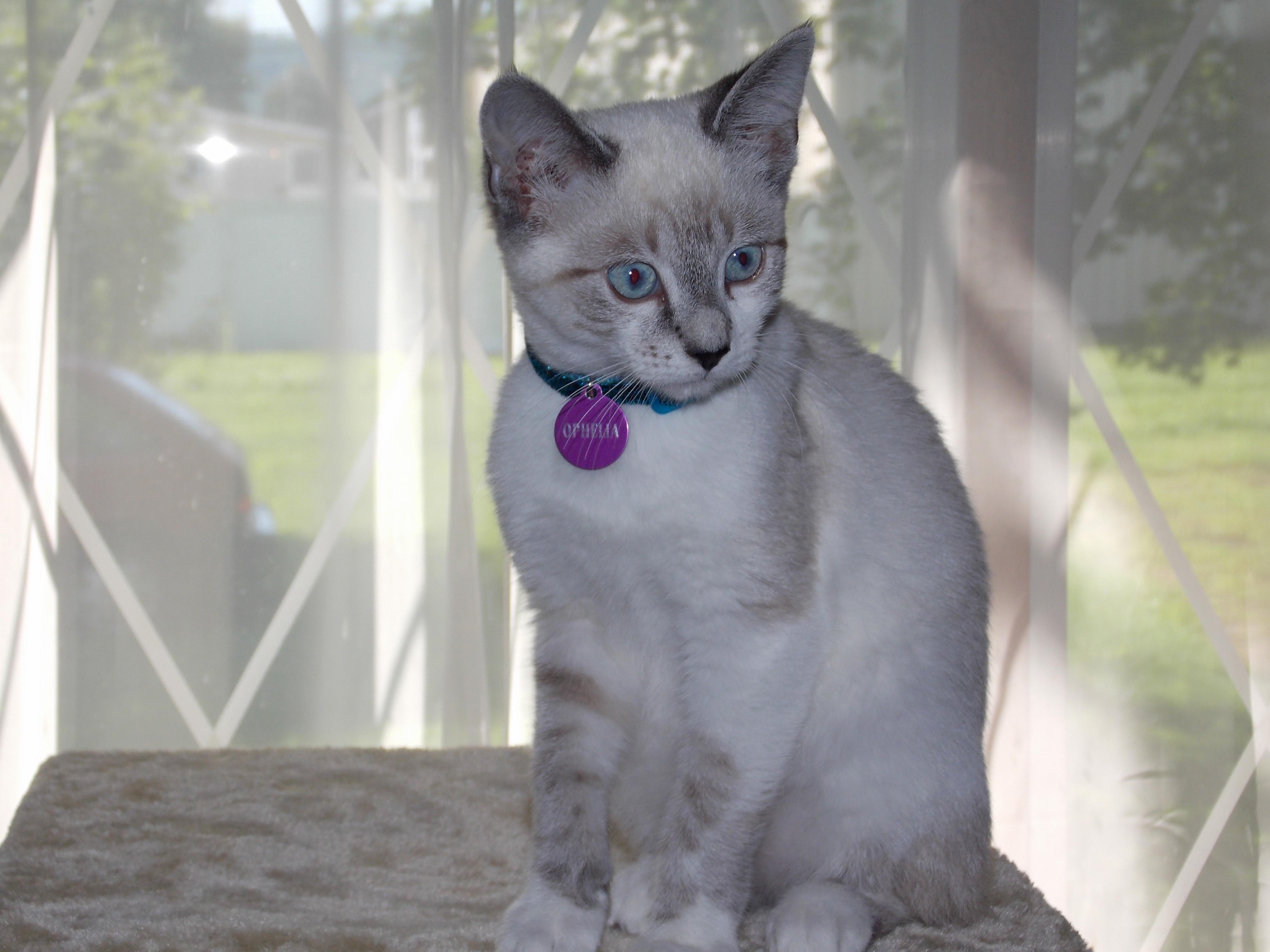 Meet My New Rescue Kitten Ophelia. Her Hobbies Include Eating Purring Never Leaving Me Alone and Licking My Nose When Im Asleep.