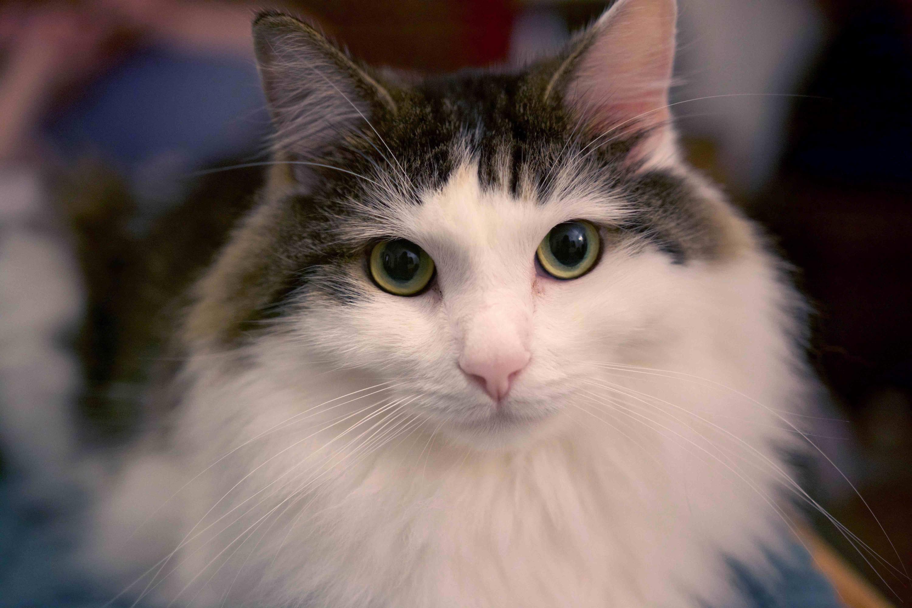 Meet Oskar