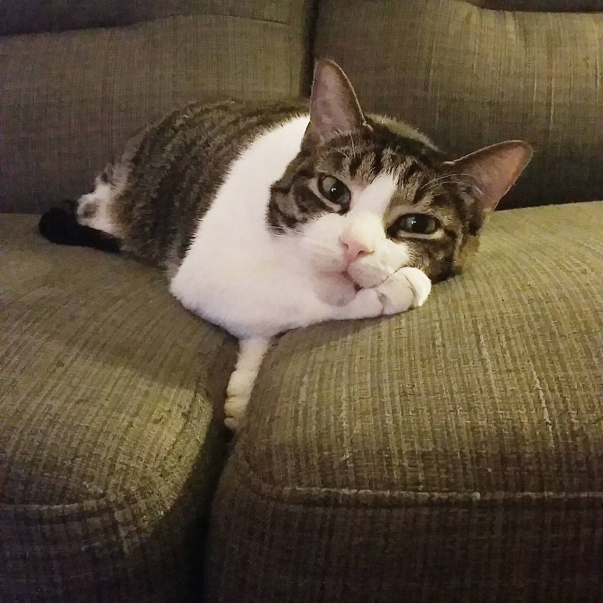Meet Ranger His Favorite Things Include Watching Nature Shows Eating Various Varieties of Cheese and Pringles Bbq Chips.