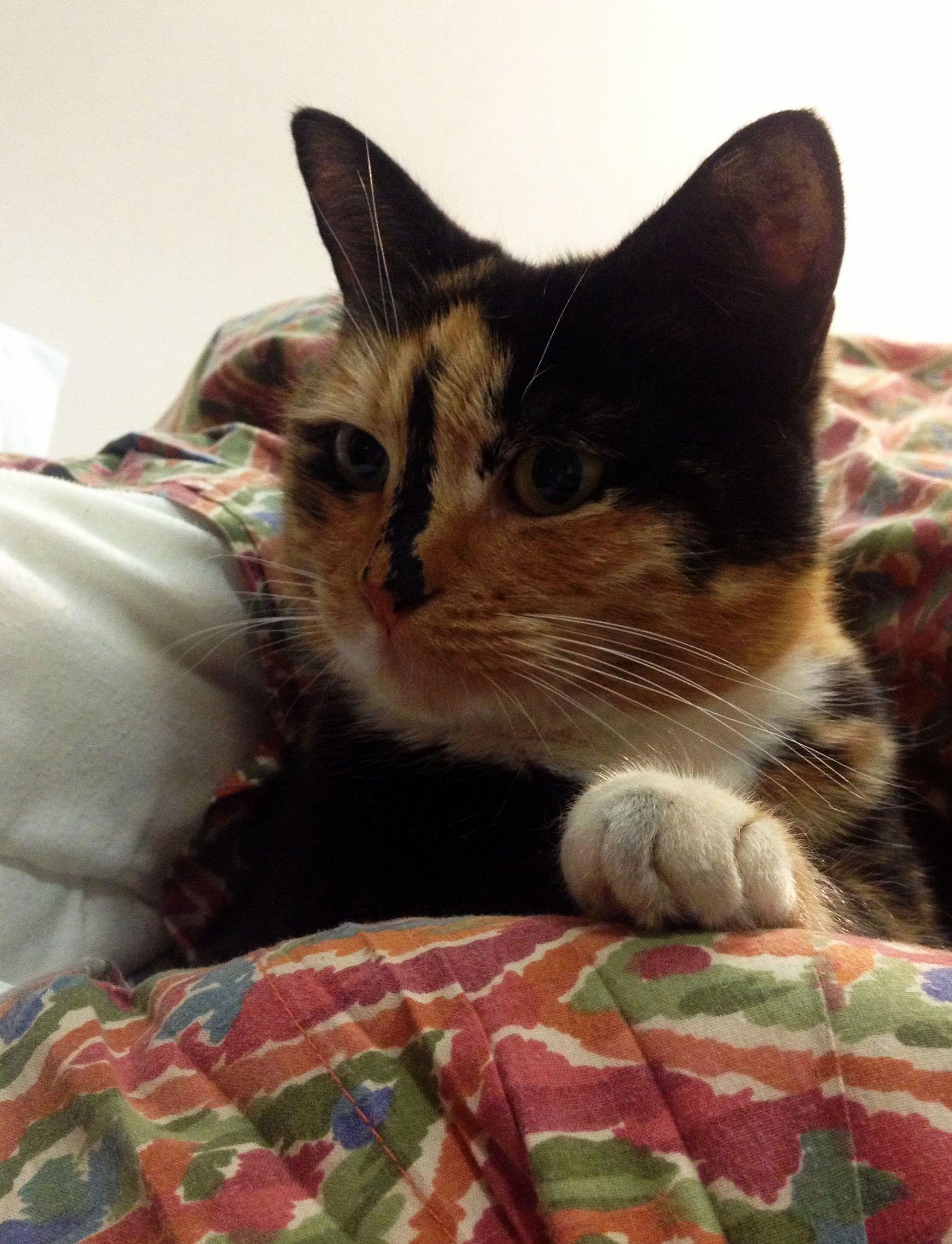 Meet Rocket the Prolific and Unapologetic Dorm Invader