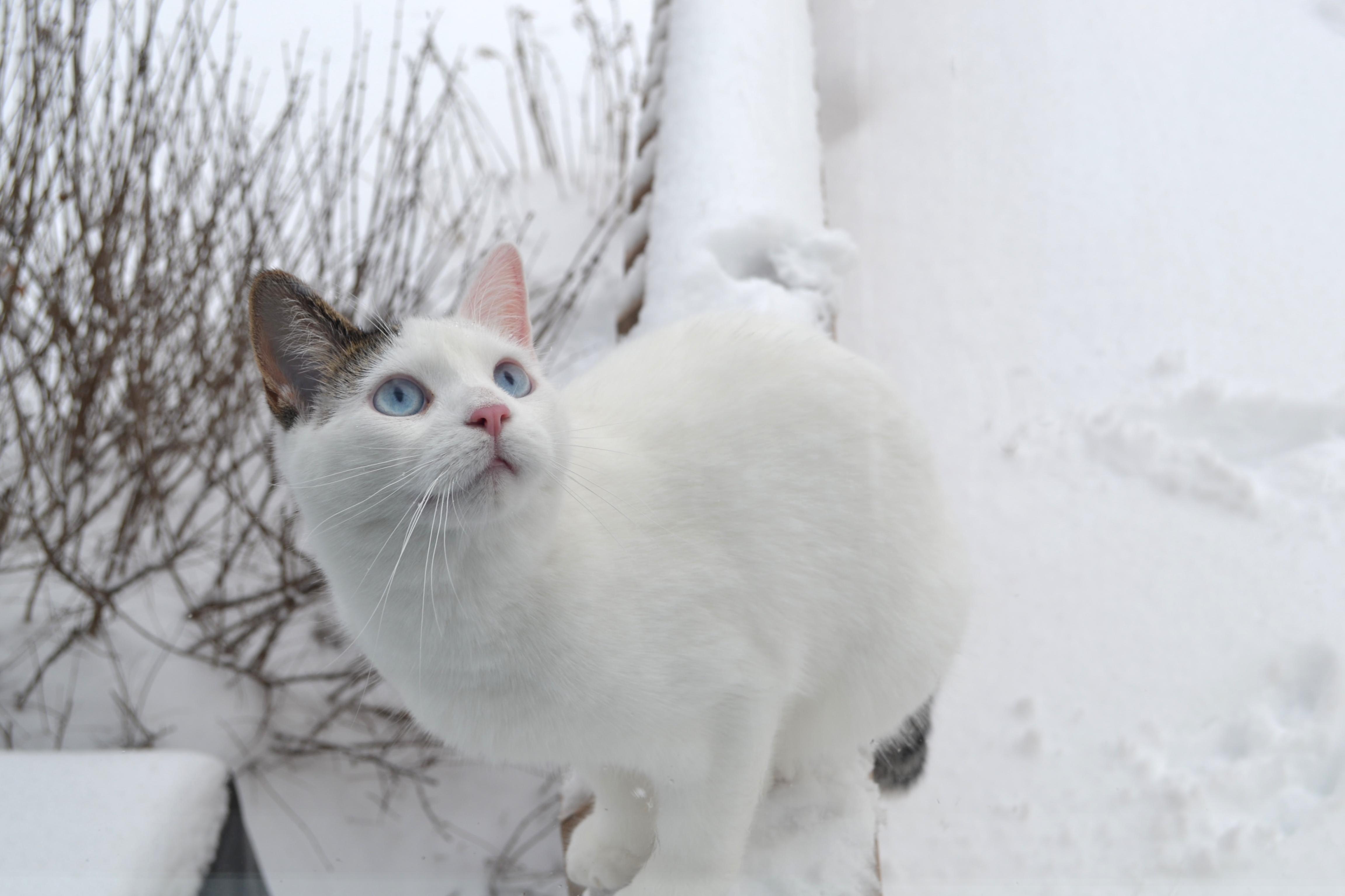 Meet Snowball Think She Loves the Snow