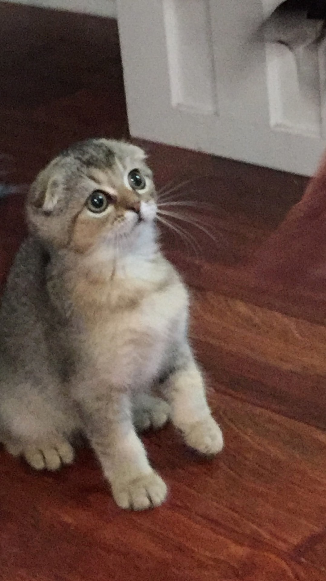 Meet Squidgie