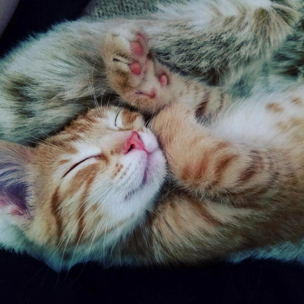 Meet Theodore Teddy Roosevelt