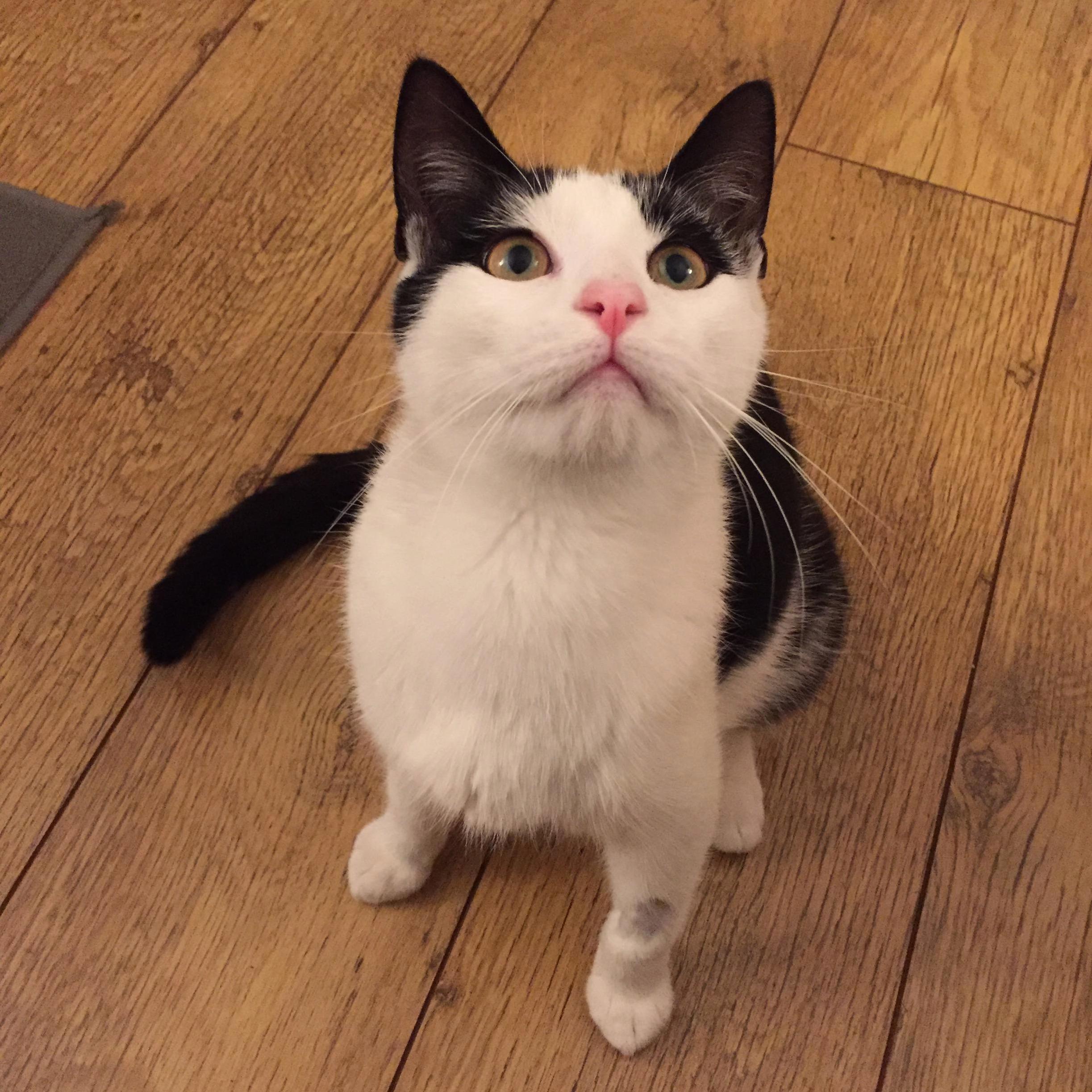 Meet Yoshi Adopted This Eight-month Old Stunner Yesterday