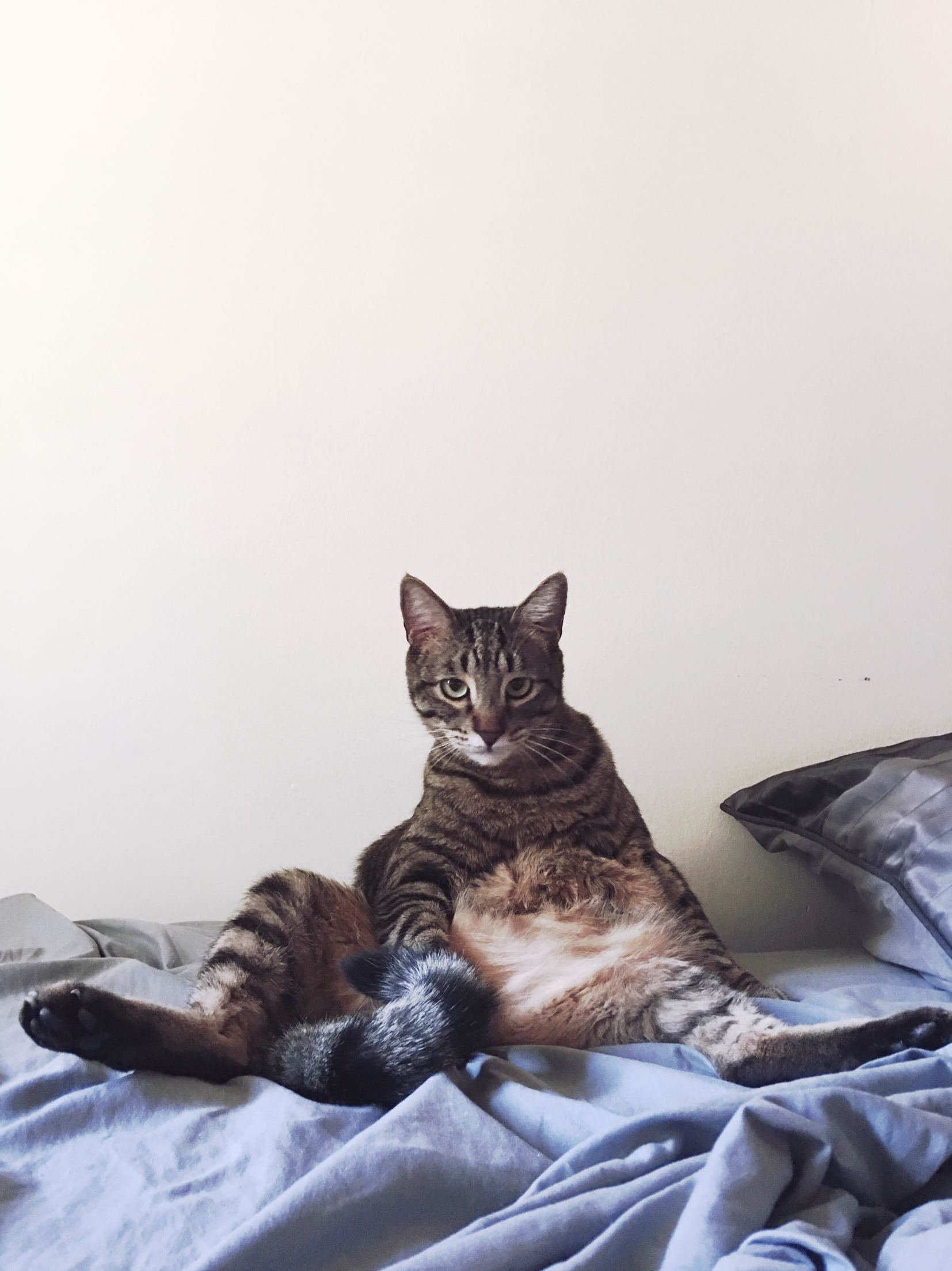 Meowy Christmas from Our Fat Boy - Cid