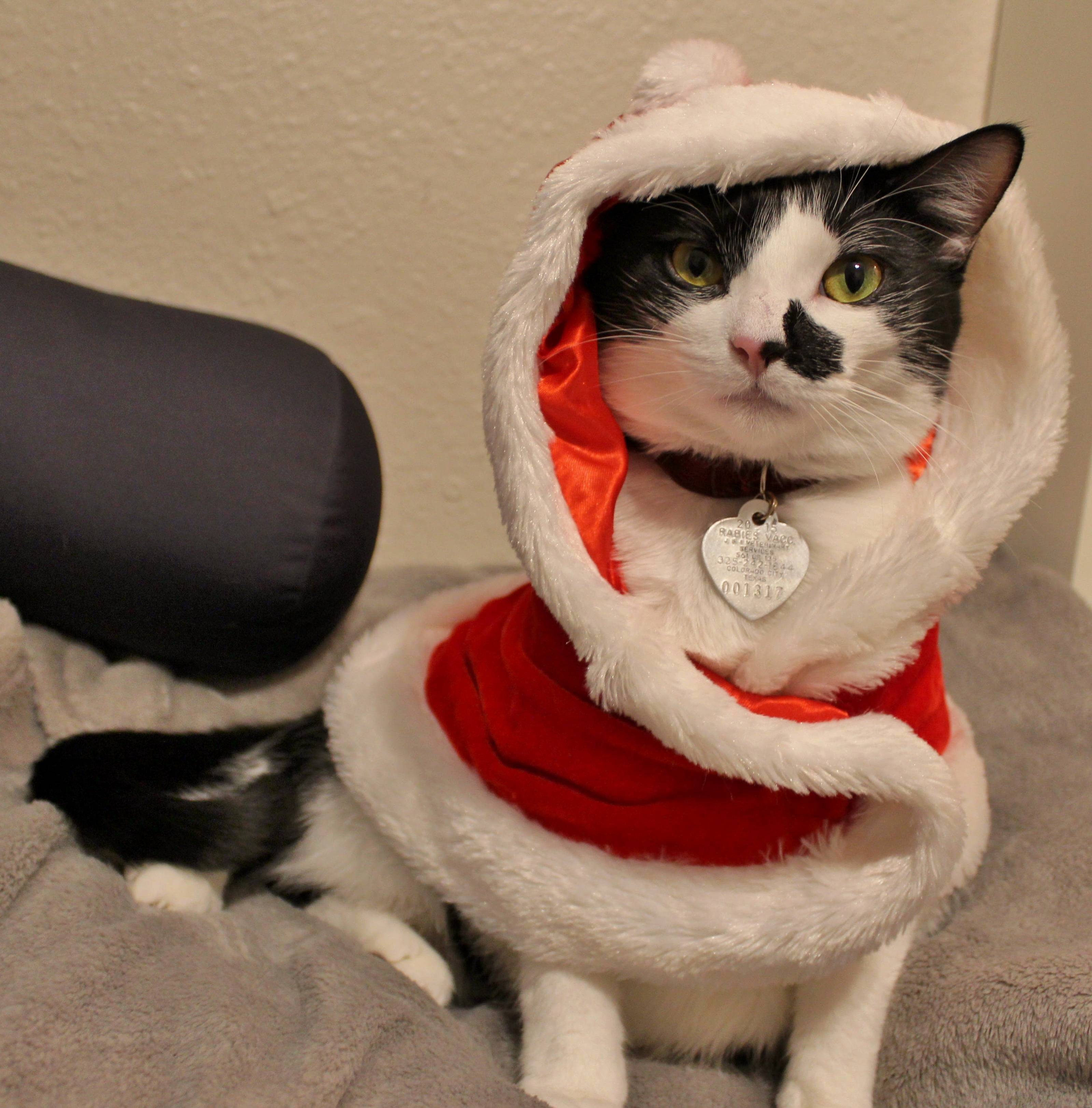 Merry Christmas Eve from Tuxie