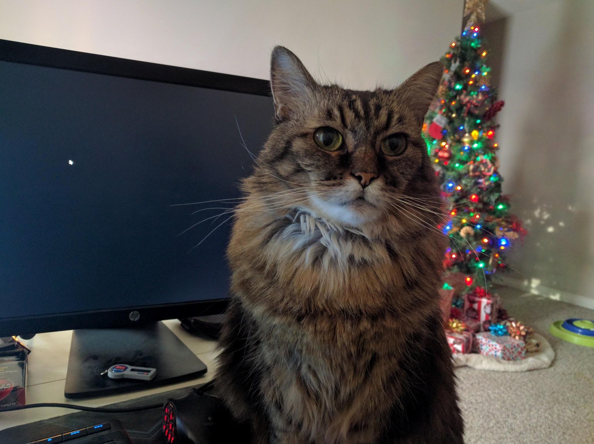 Merry Christmas from Charlotte