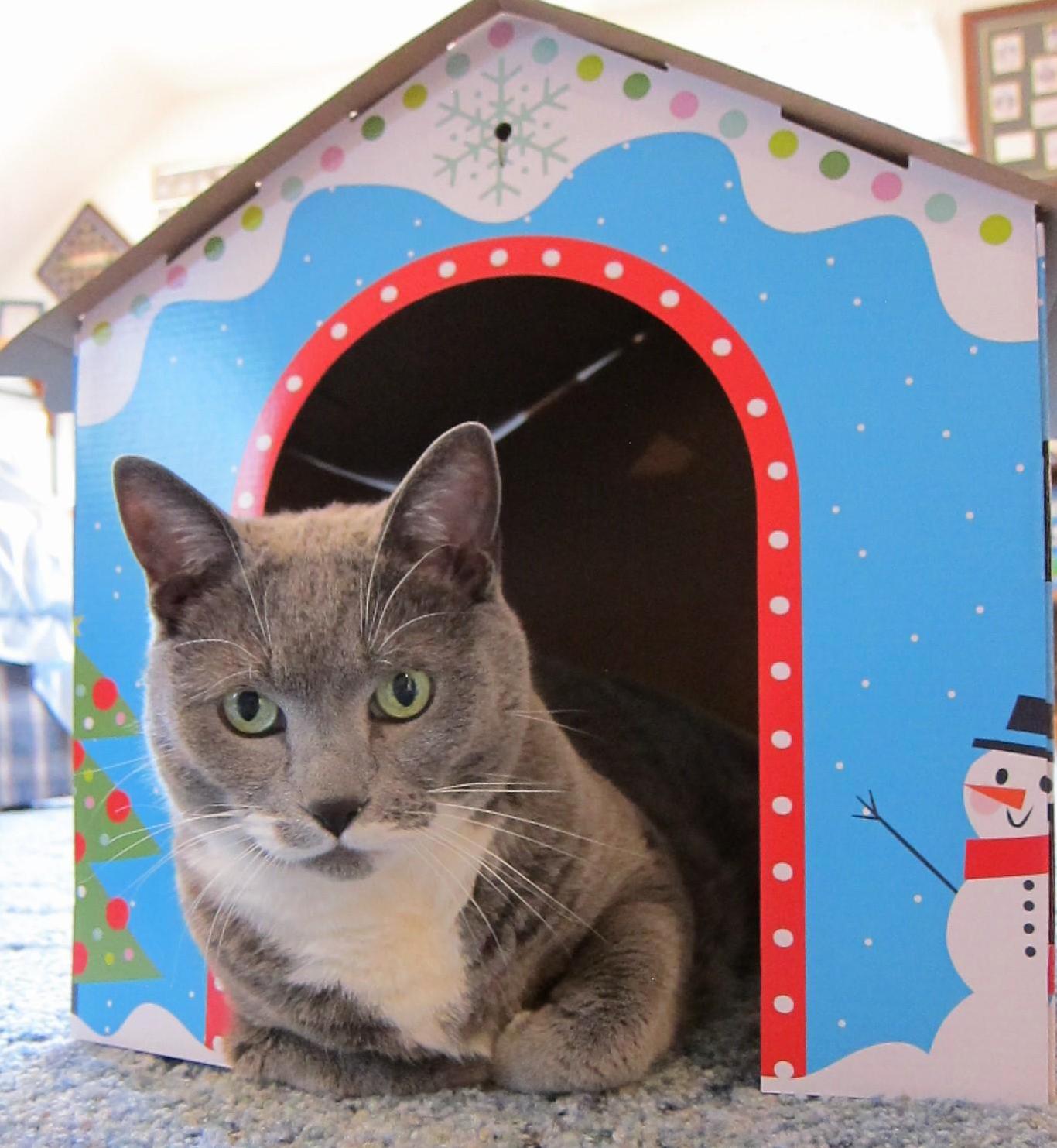 Mr. Kittys Xmas Card Photo This Year