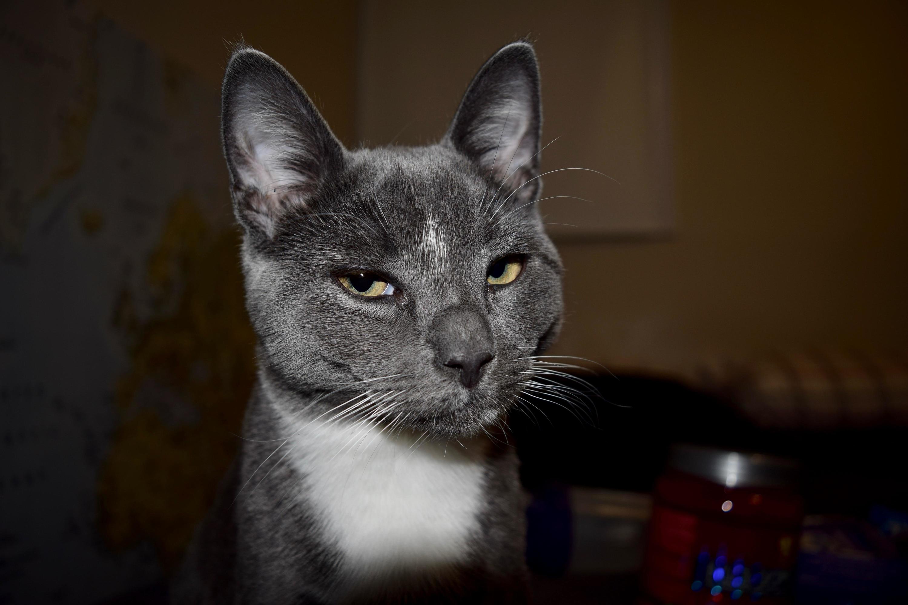 Mr. Sprinkles Is Not Impressed with My New Camera