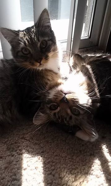 Muffy and Snuggles Sunbathing Together.