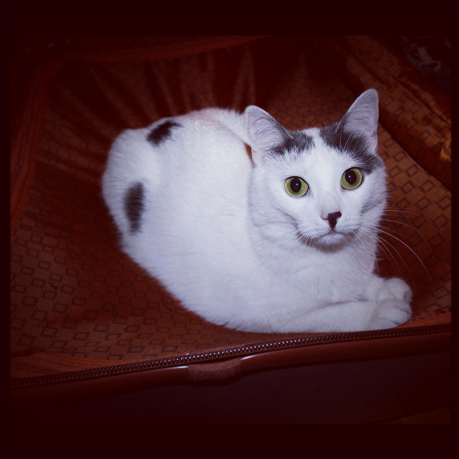My Aunts Cat Lucy
