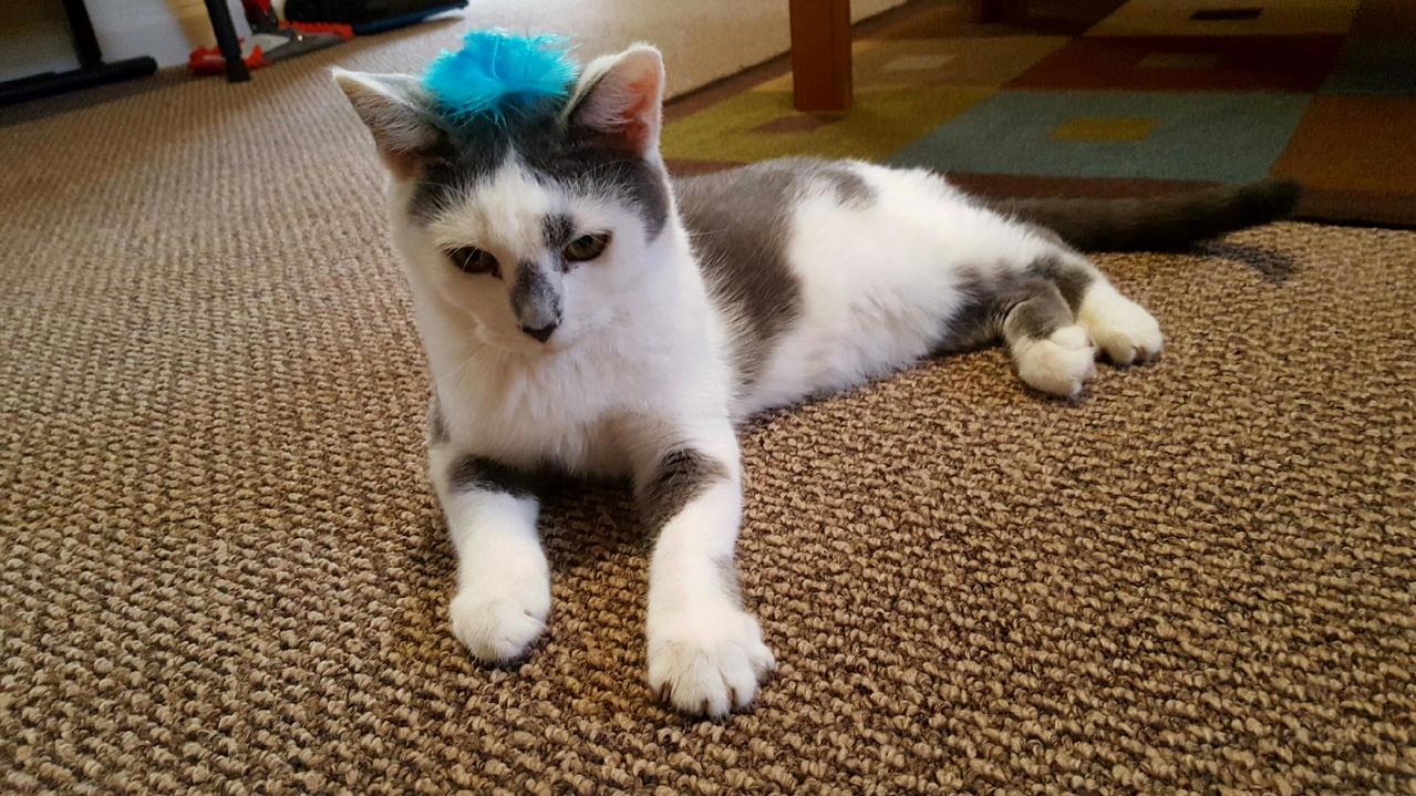My Baby Heinz Has Been Diagnosed with Fip. Im Not Ready to Say Goodbye Hes Only 8 Months Old.