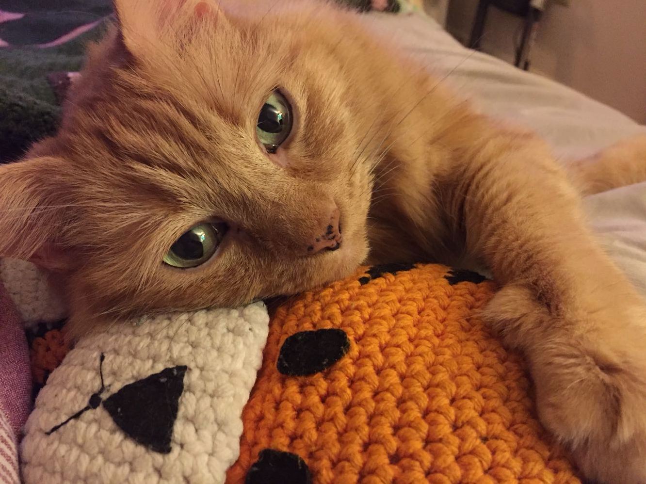 My Beautiful Ginger Floof