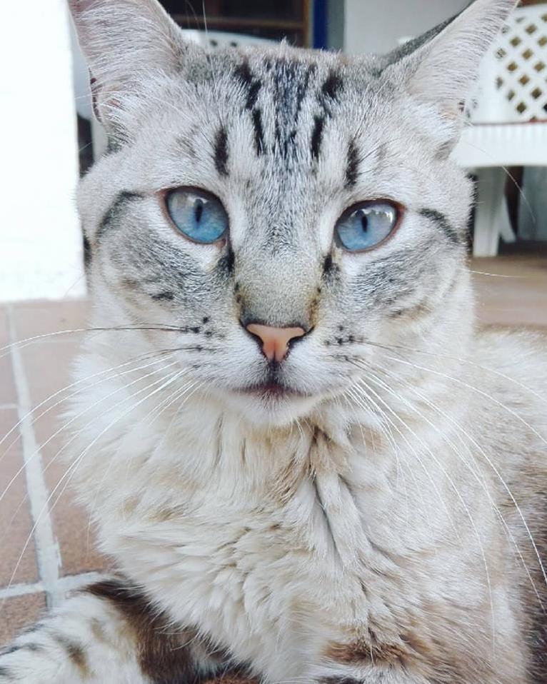 My Beautiful Teddy Who Went Over the Rainbow Bridge a Few Weeks Ago