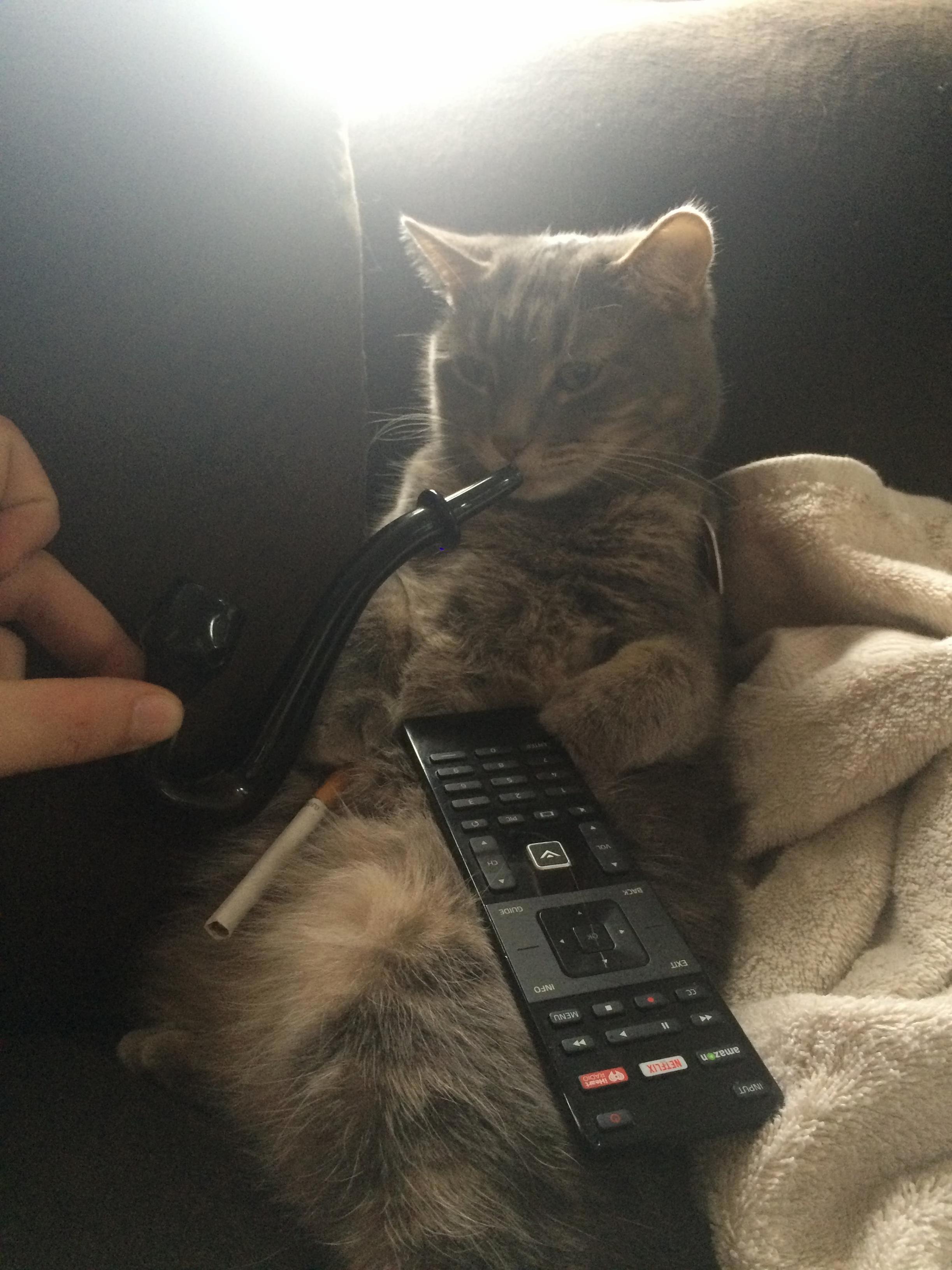 My Best Friend Is Babysitting My Cat...