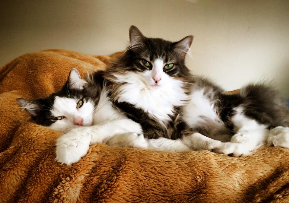 My Bestest Buddies Jack and Lily