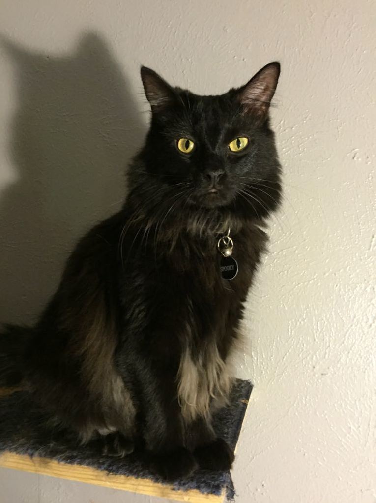 My Big Boy Spooky the Silliest Cat Ever
