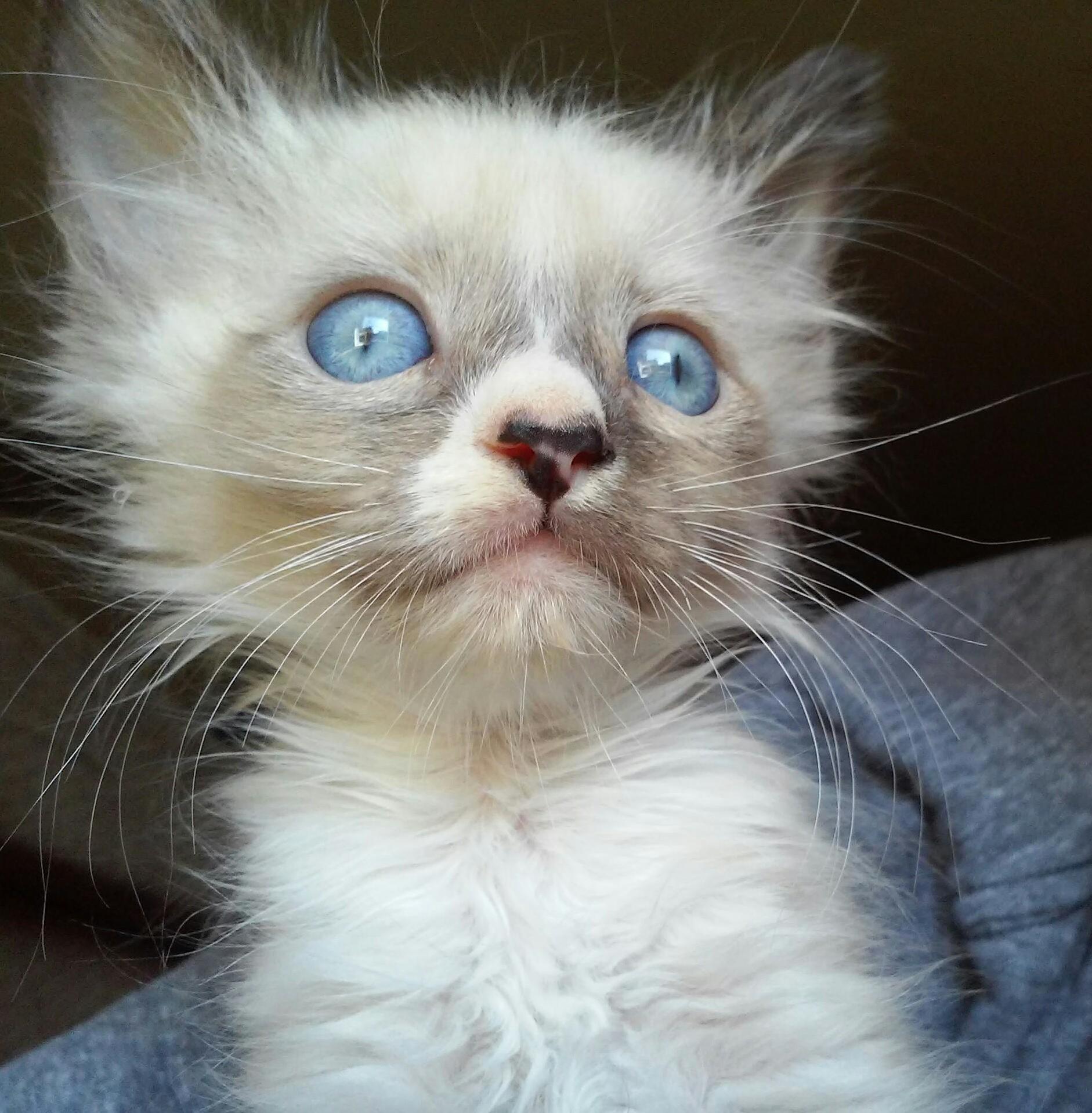 My Boy Brutus. We Brought Him Home at 3 Weeks and Full of Worms. Heres His First Photo.