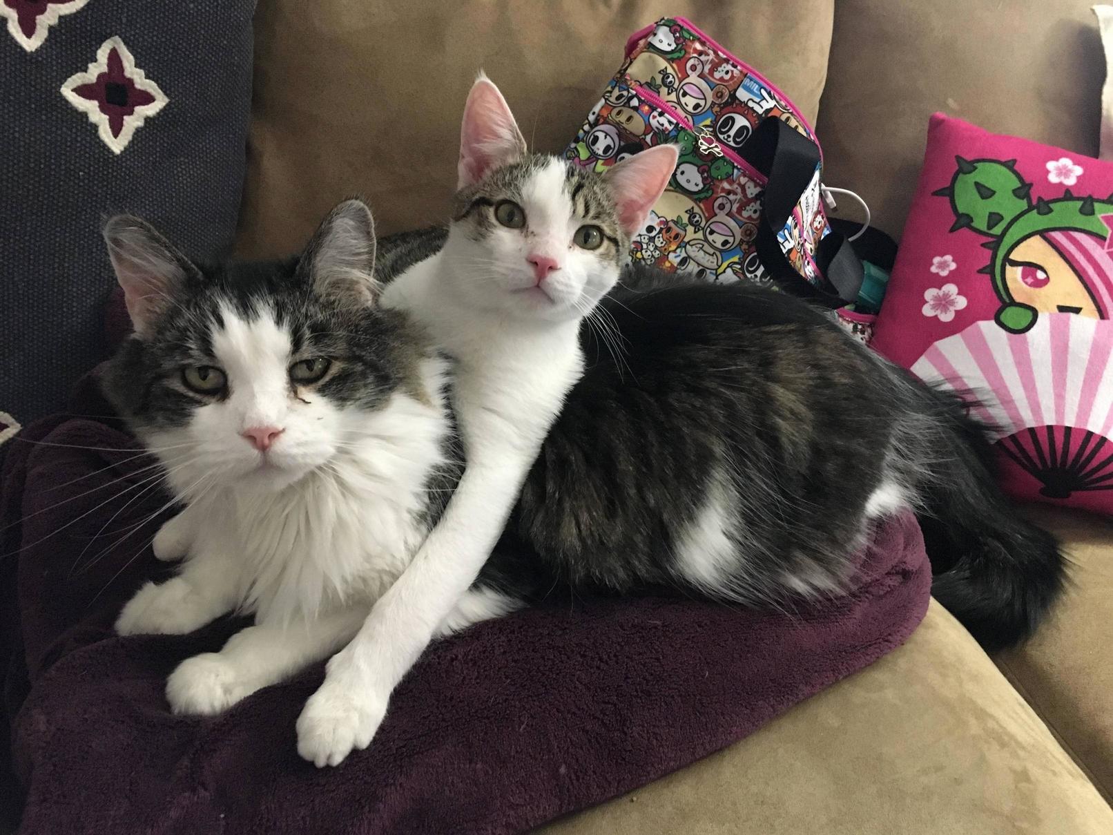 My Boys Love Each Other