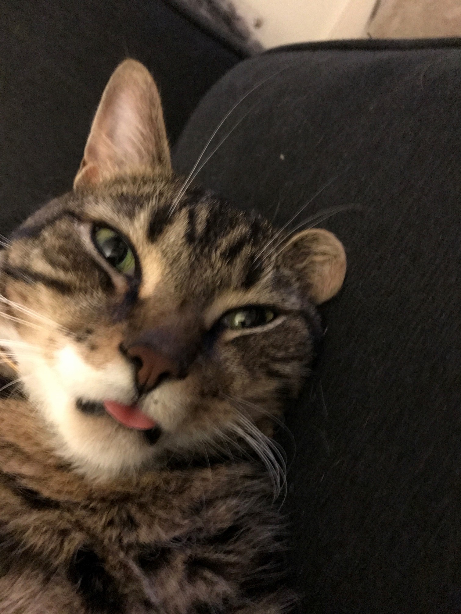 My Buddy Milo I Would Love for You All to Caption This..
