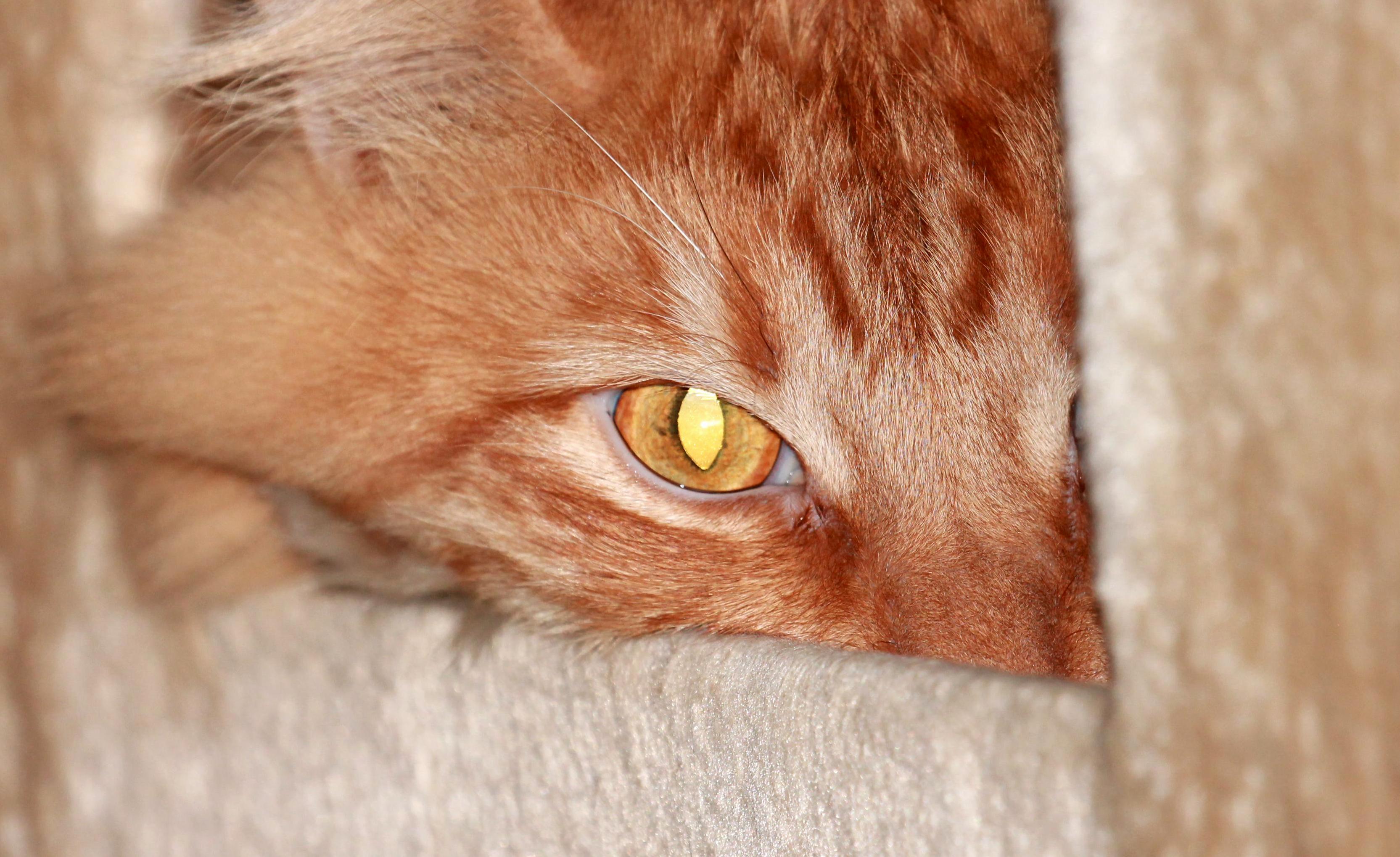 My Buddy Testing His Ultra Zoom Lens in My Home. This Is Ichigo