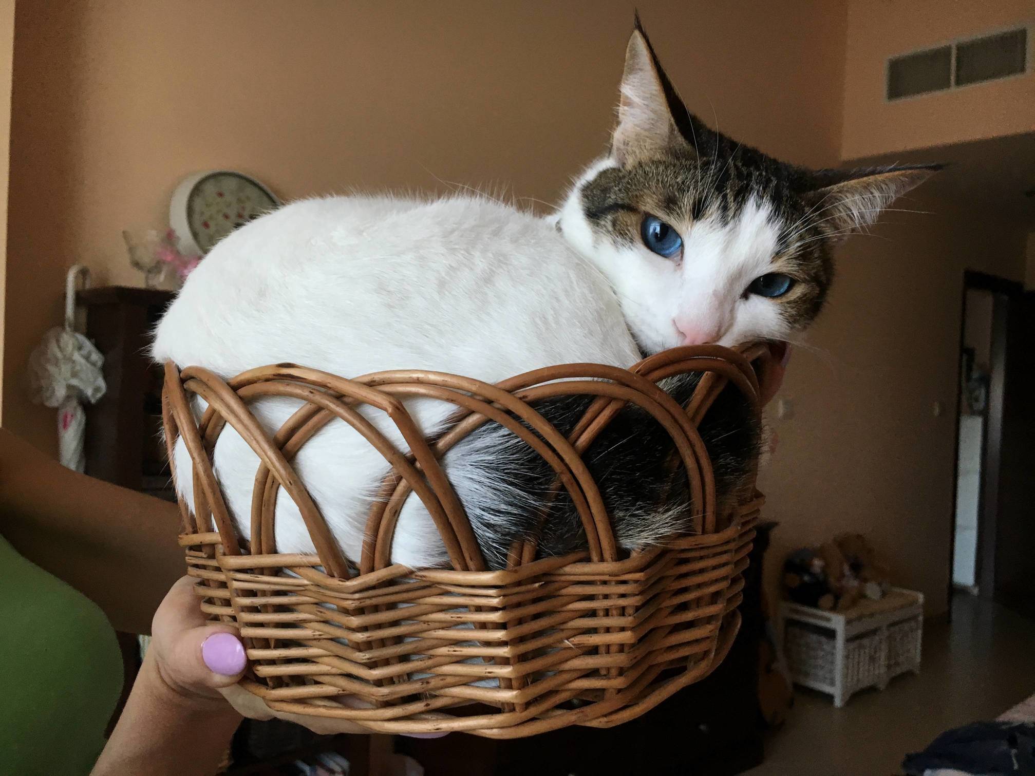 My Cat Alphonse Will Guarantee You a Perfectly Puffy Rising Cake Every Time