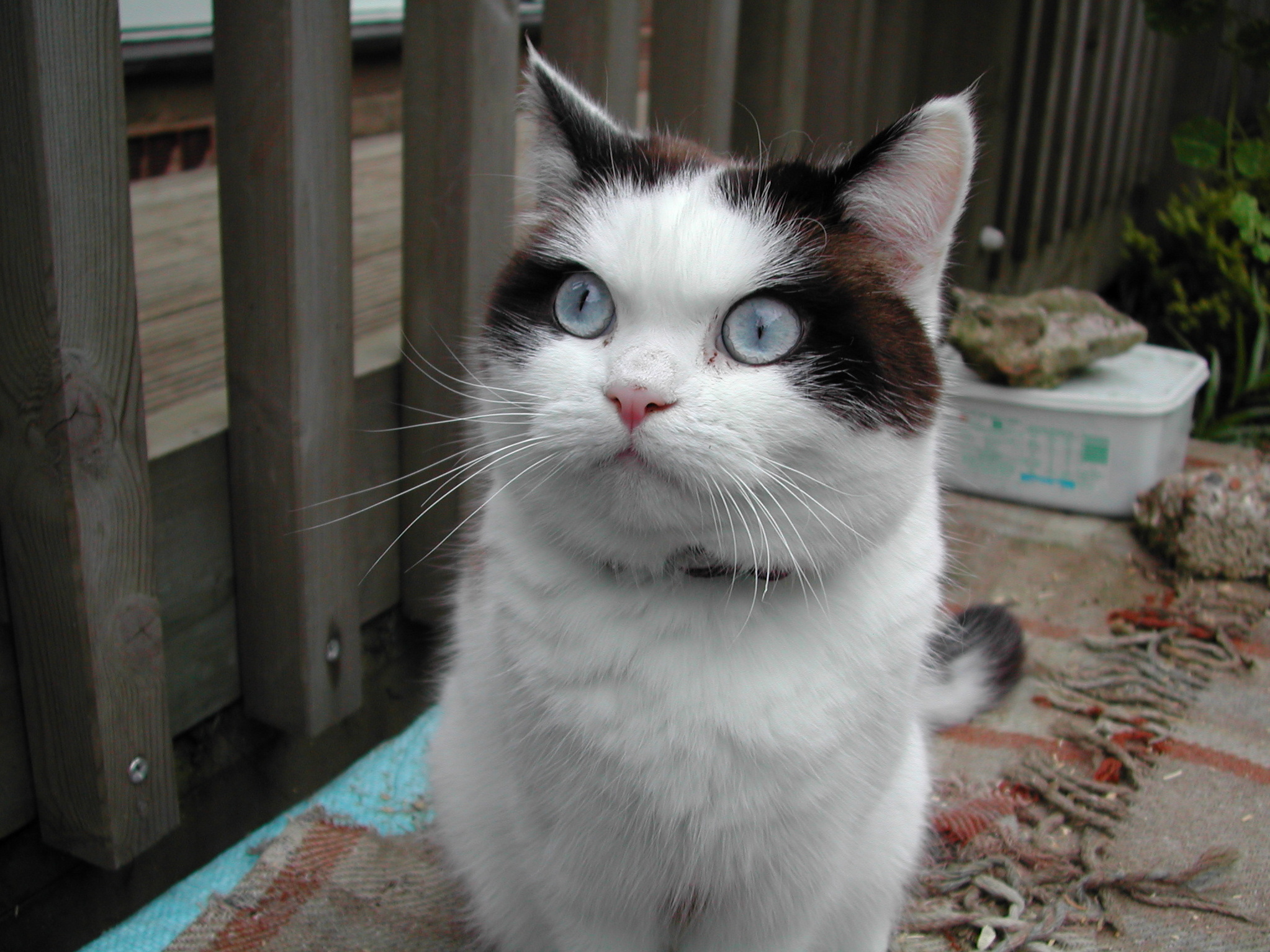 My Cat Amber in Her Youth