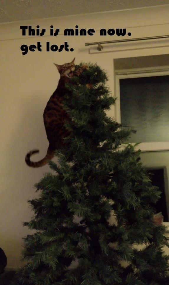 My Cat and His Christmas Tree