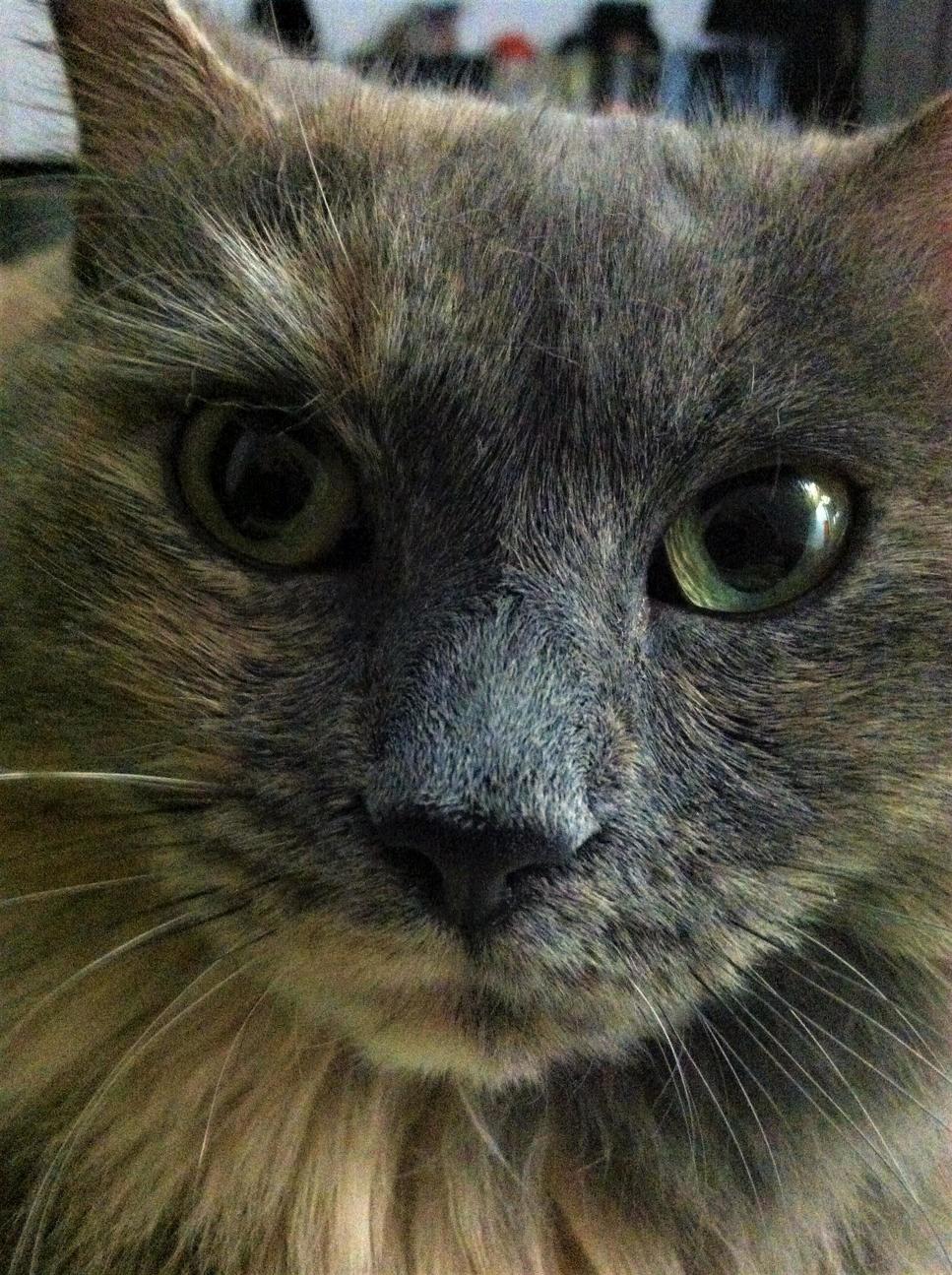 My Cat at 3. She Is 6 Now.