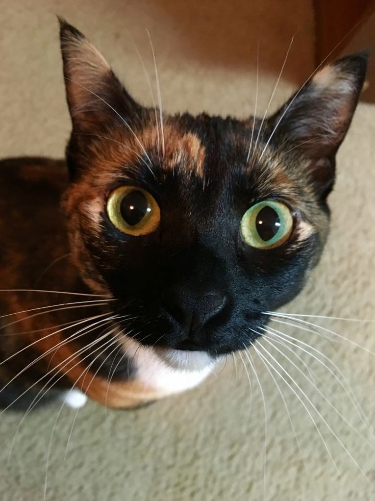 My Cat Broke