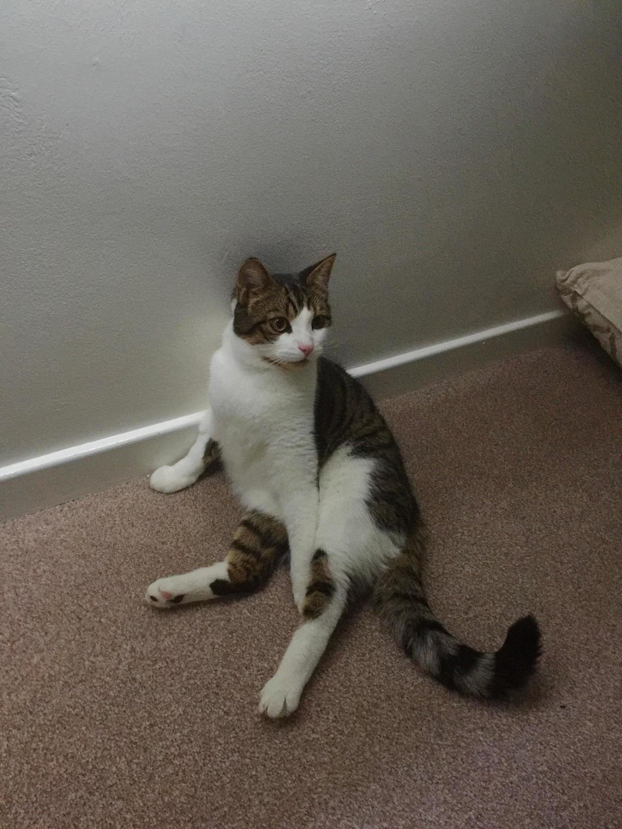 My Cat Bronson Looking Like He Is Posing for Vogue