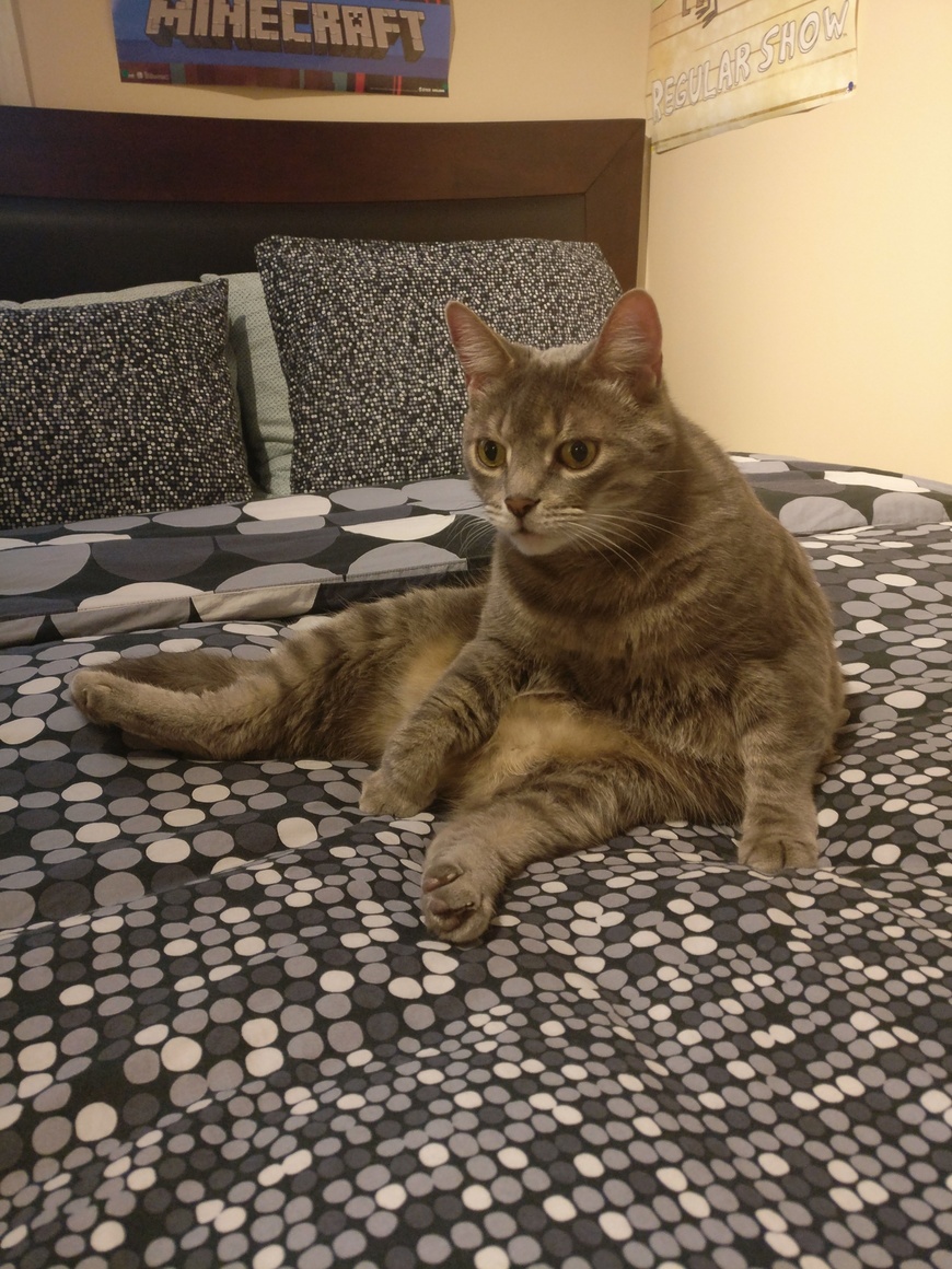 My Cat Can People Better Than I Can