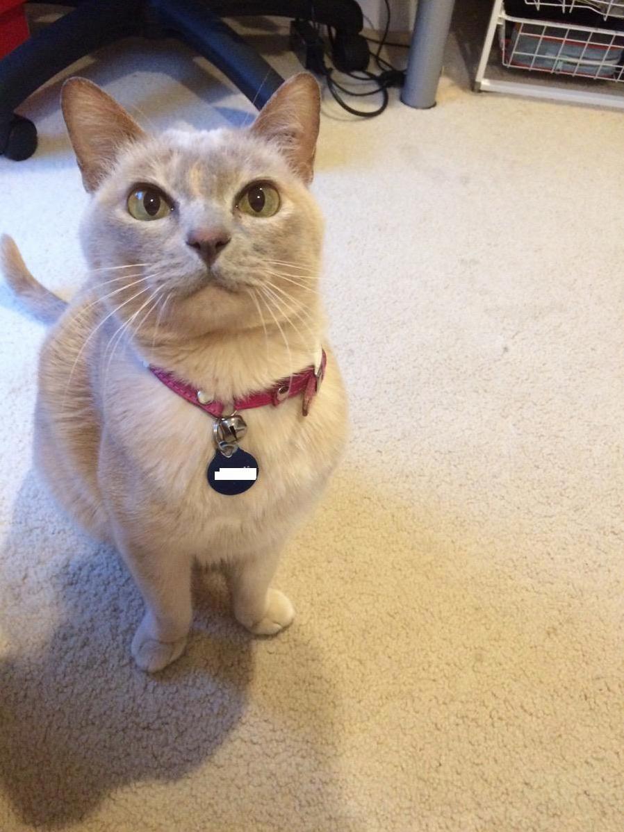 My Cat Daisy Re-uploaded to Remove Phone Number