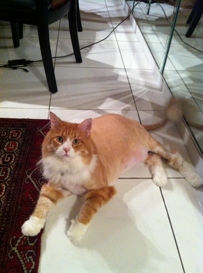 My Cat Died in the Car on the Way Back from the Vet