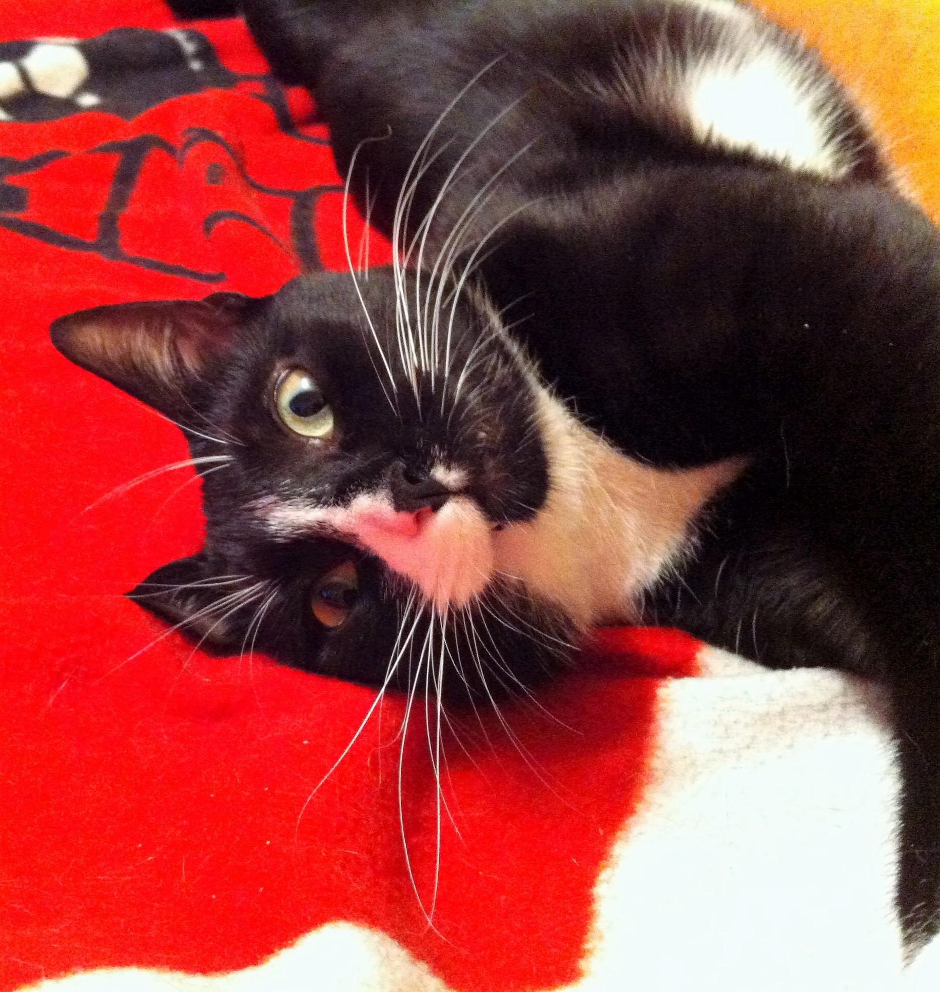 My Cat Is a Bit Derpy at Times