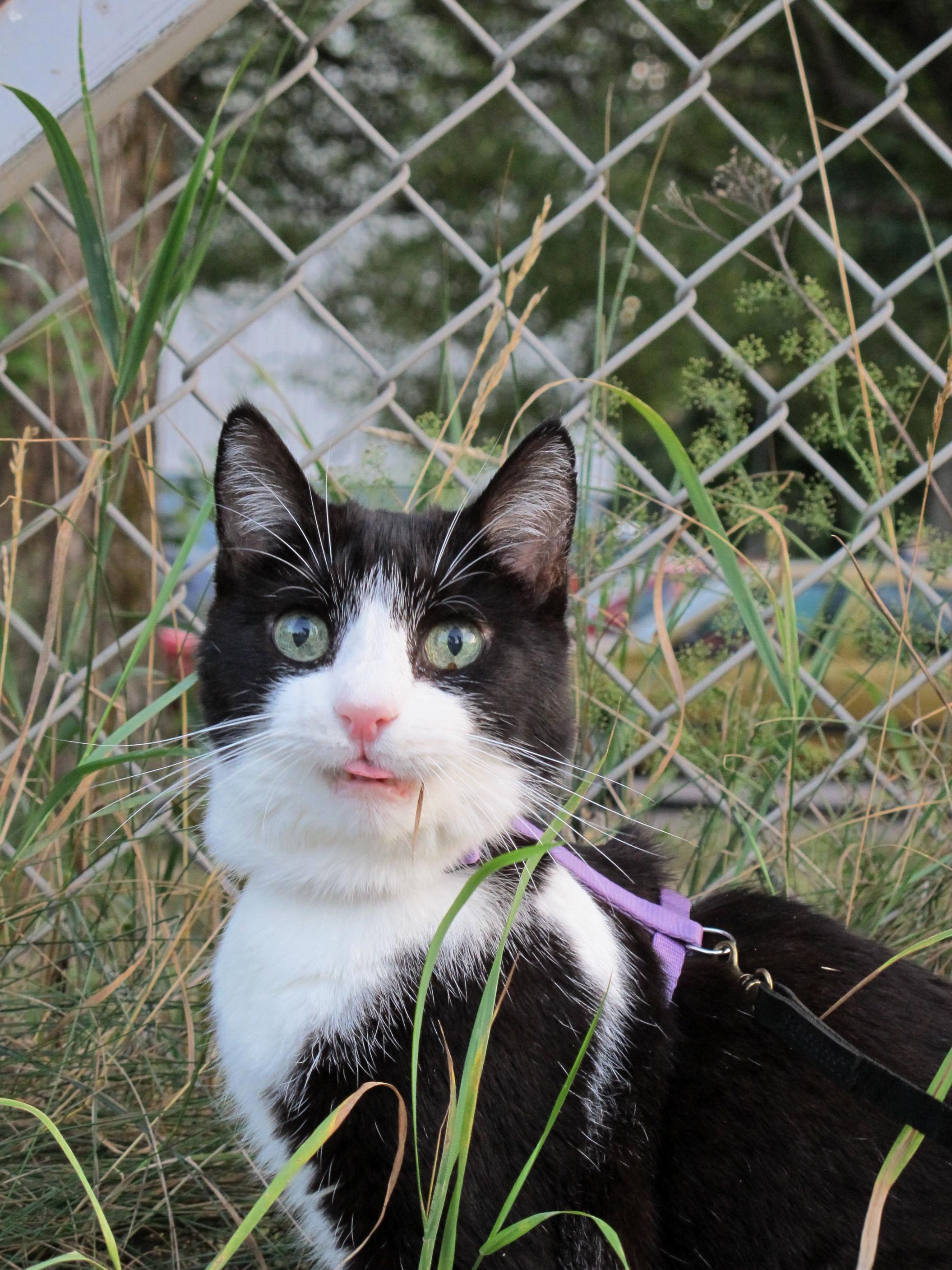 My Cat Is a Goofball