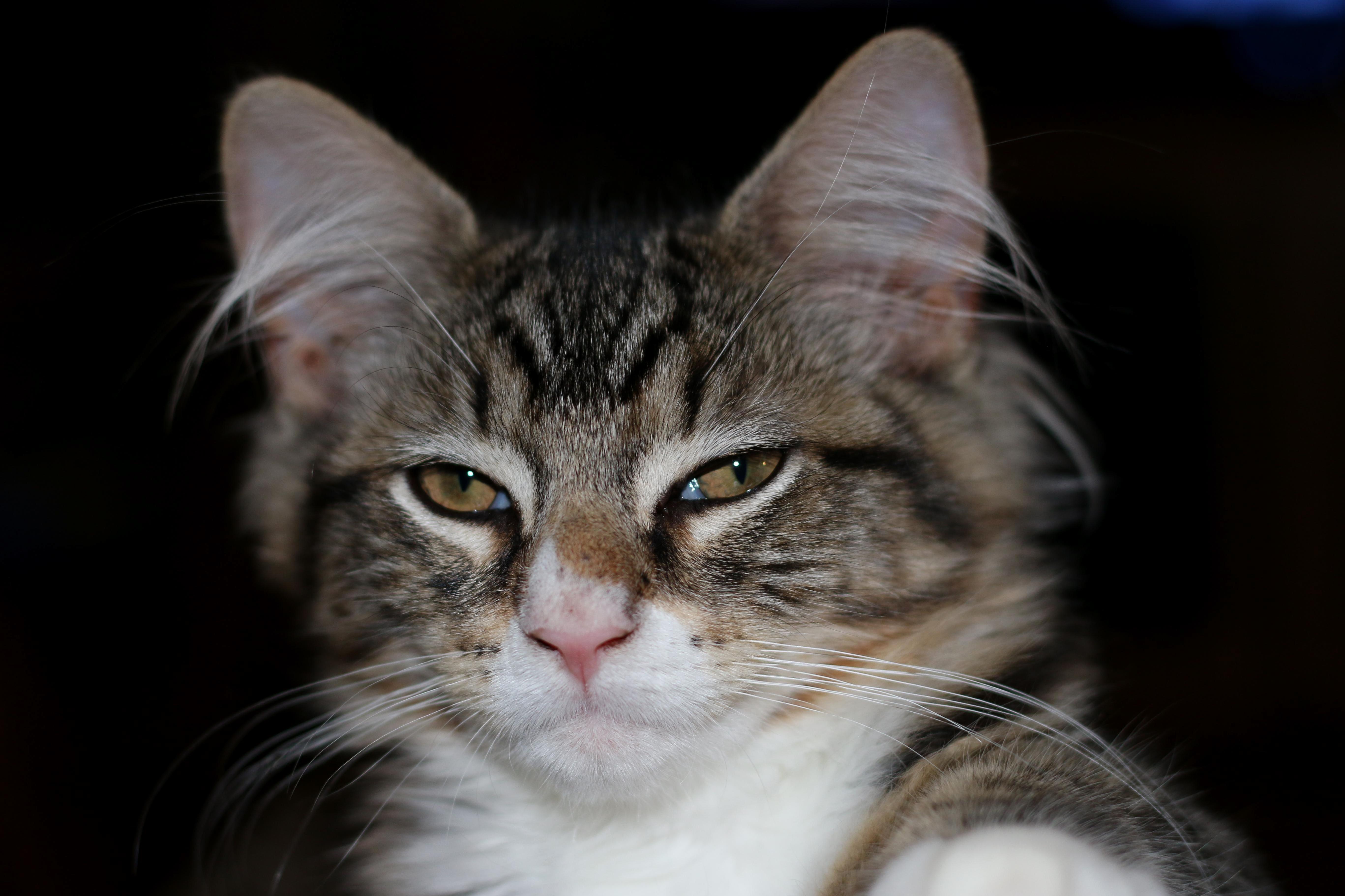 My Cat Is Not Amused About the Brexit Results