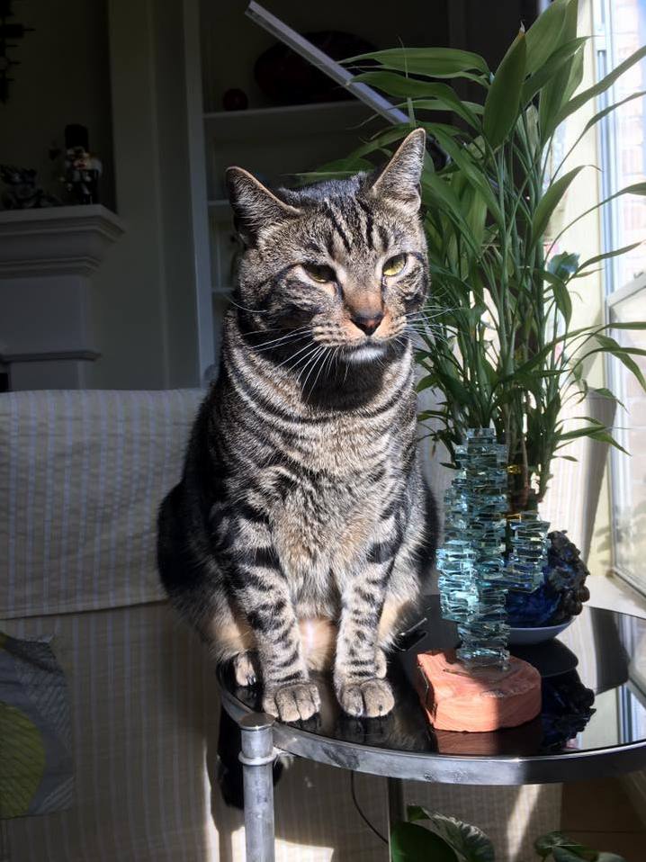 My Cat Jasper Hes a Handsome Fella